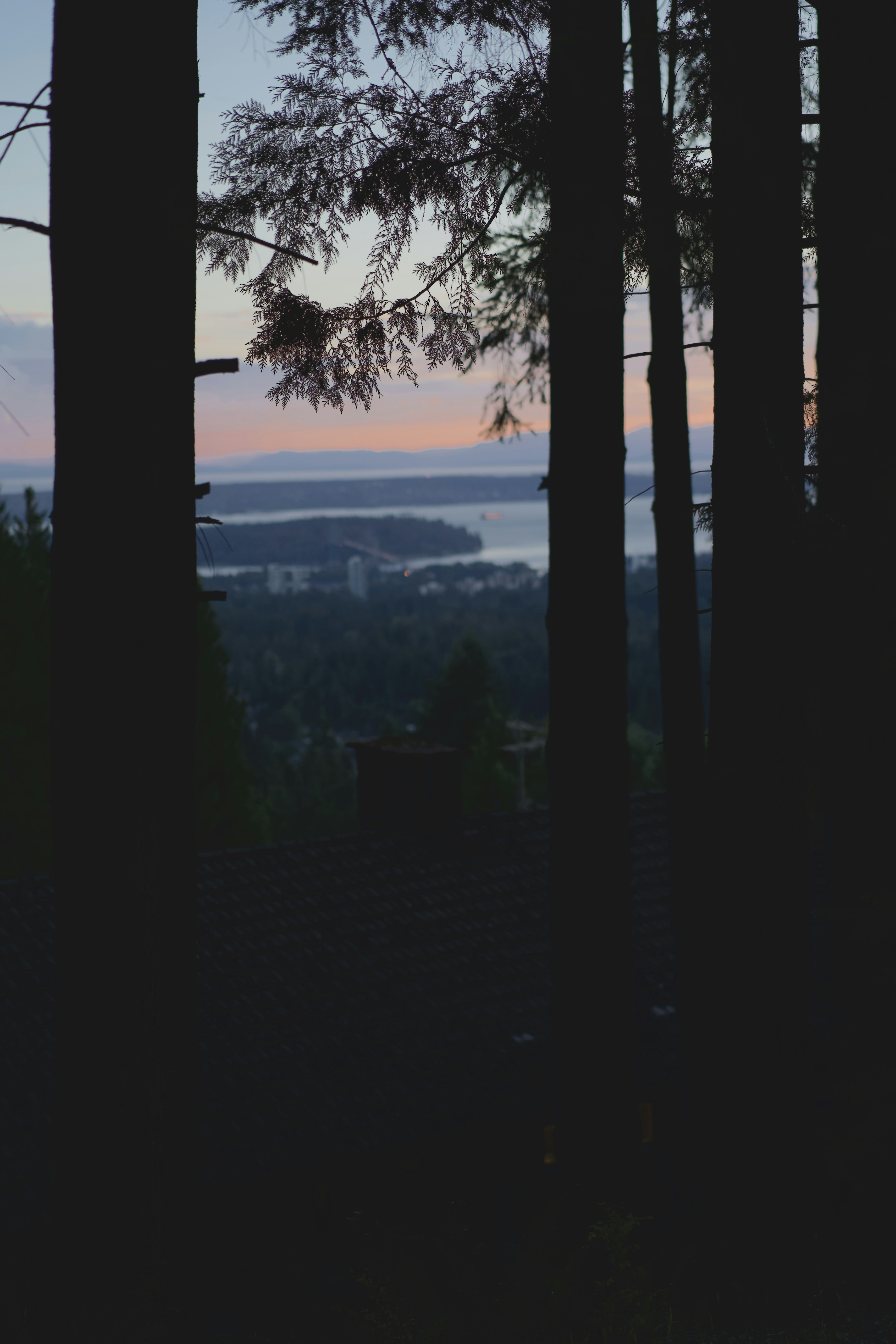 A coastal sunset framed by tall evergreens in West Vancouver.
