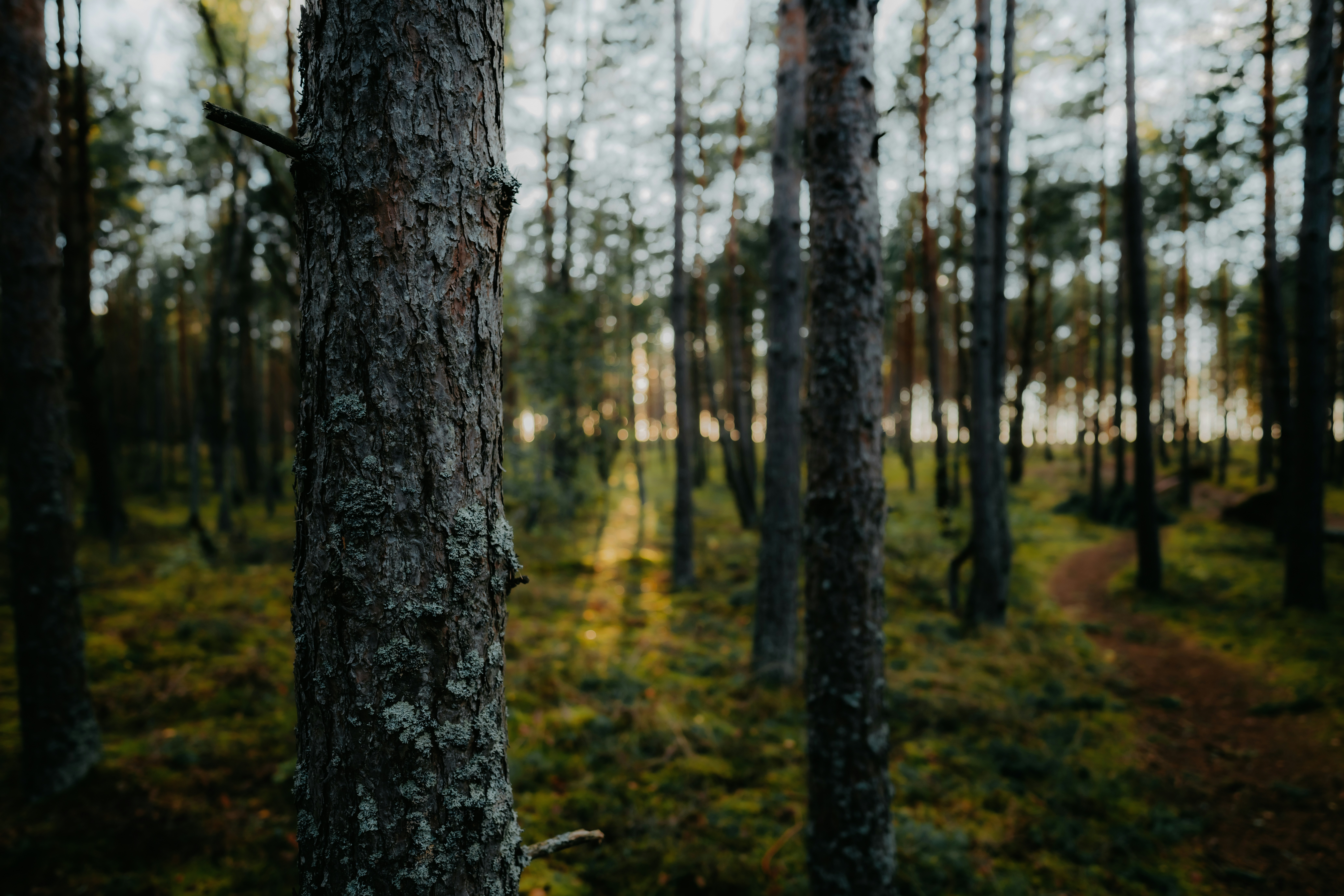 Photo of A pine tree trunk with textured bark in a forest with a dirt path by Kristaps Ungurs