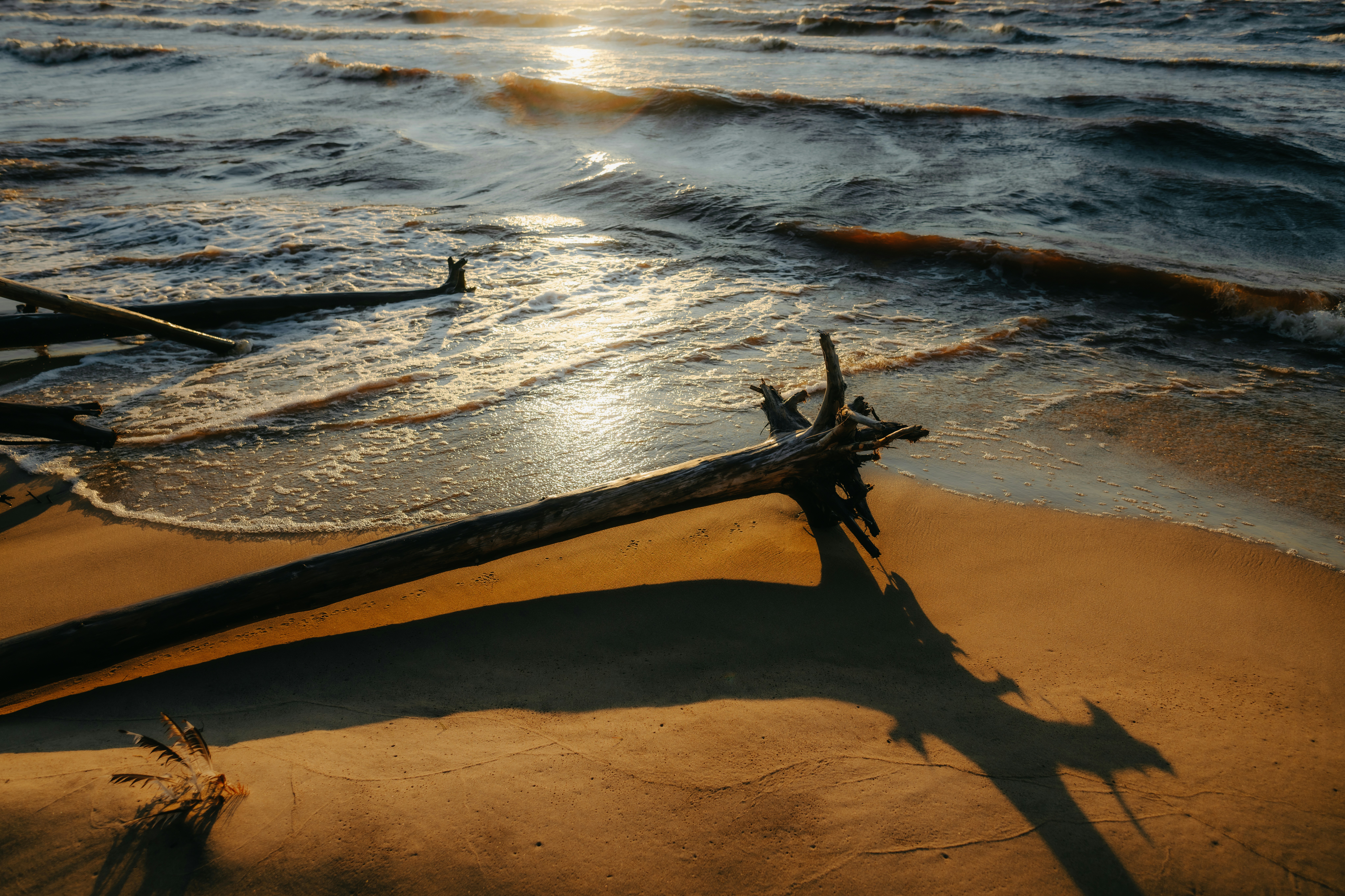 Un tronco de árbol caído en una playa de arena con olas bajo al sol bajo