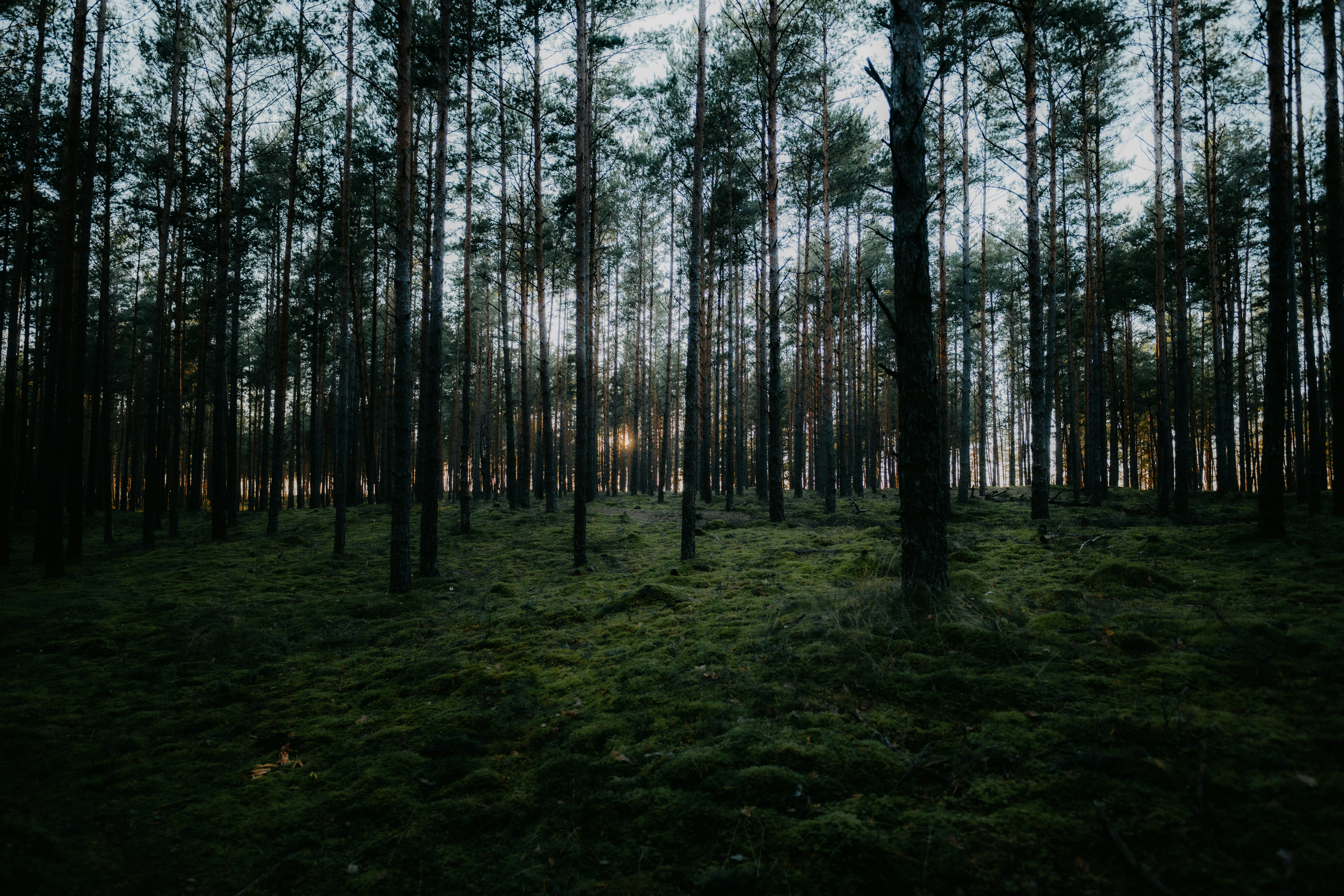 Pinos altos en un bosque denso con suelo verde musgo