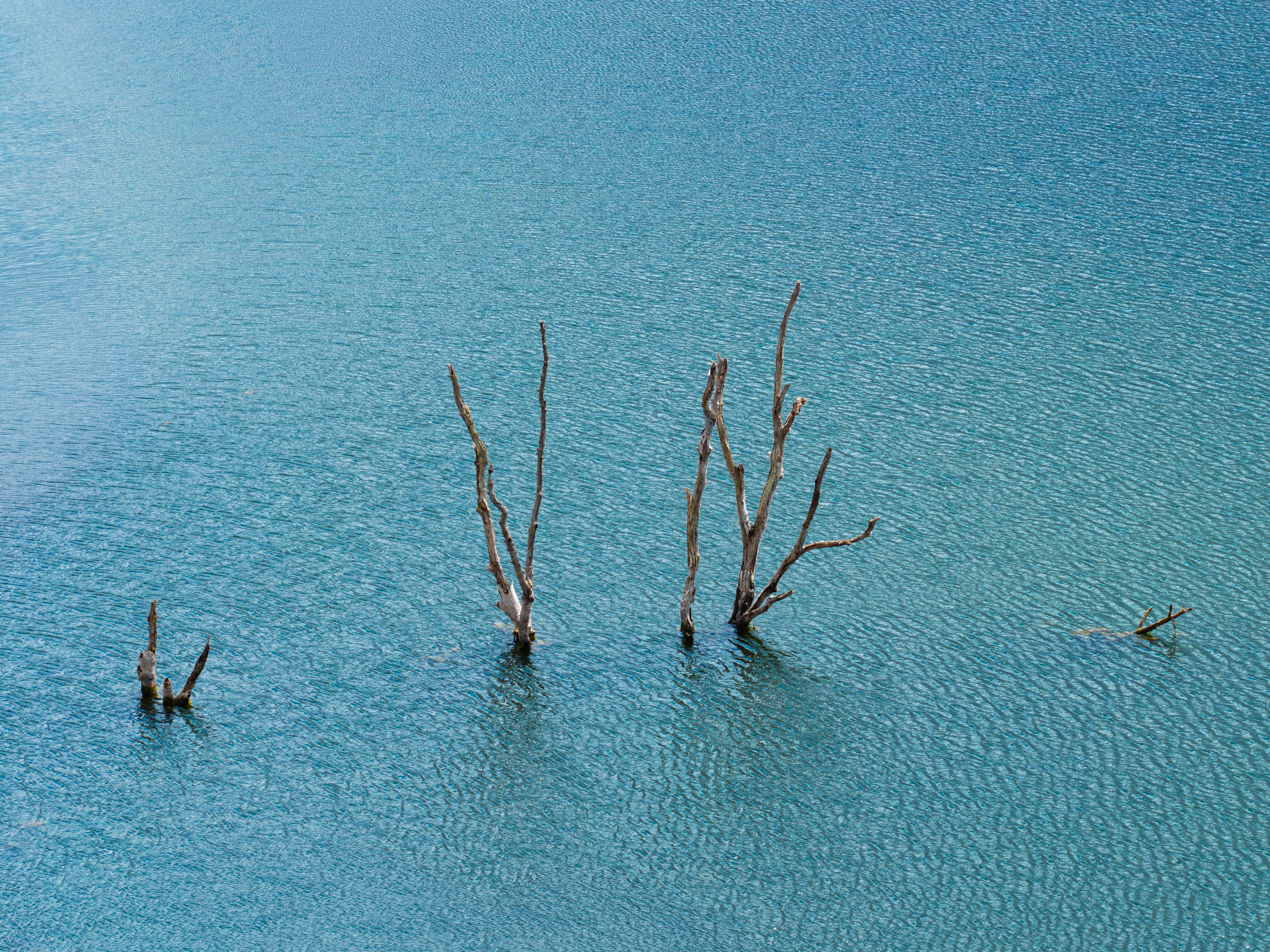 Three dead trees protruding from the surface of calm blue water