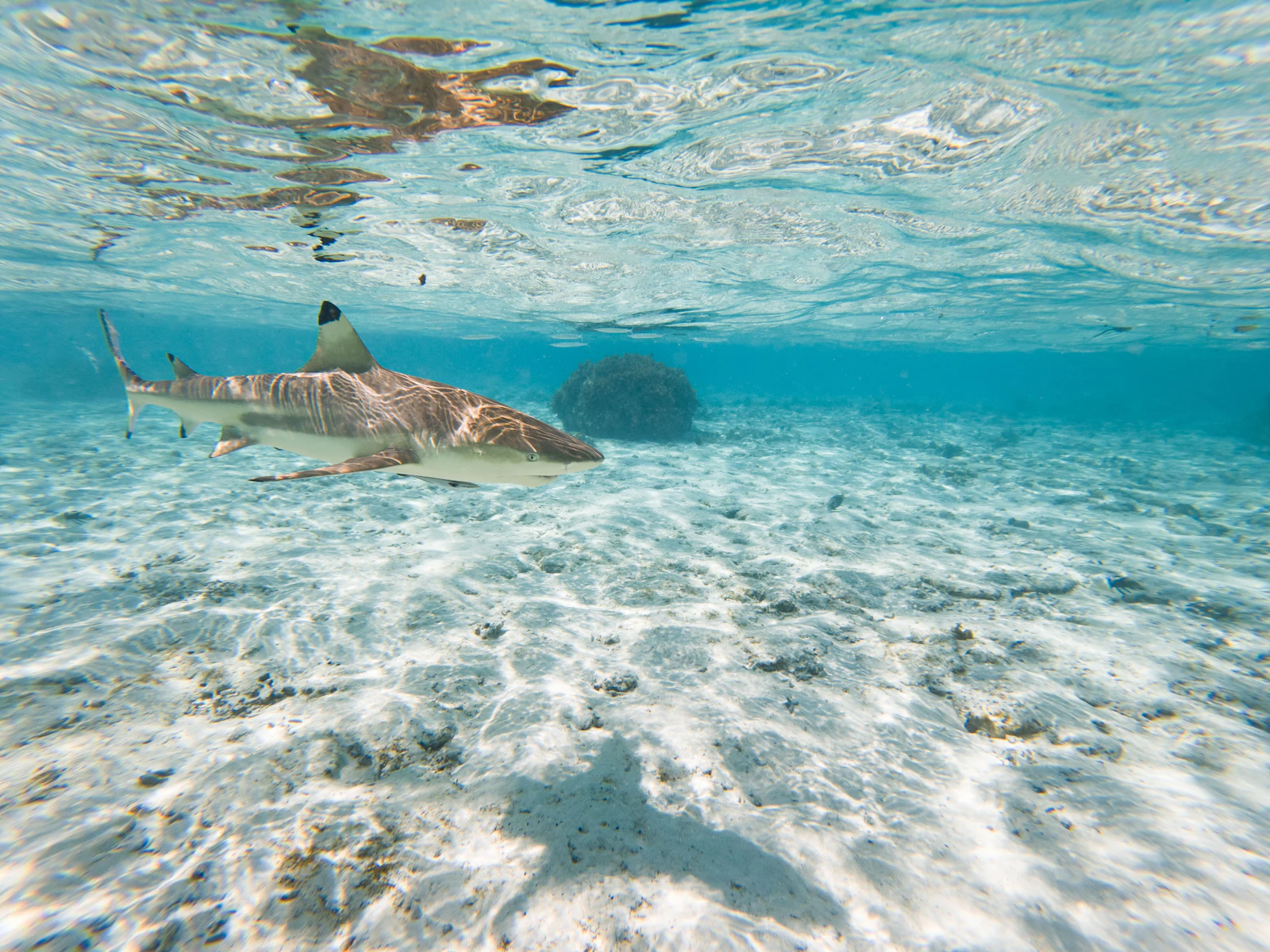 Blacktip Sharks Can Hear a Splash From Nearly 250 Feet Away — and Know Which Way to Turn