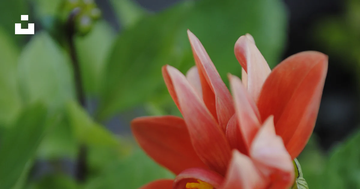 Secret Red Icon Coral dahlia flower with green leaves - Free Photo on Unsplash