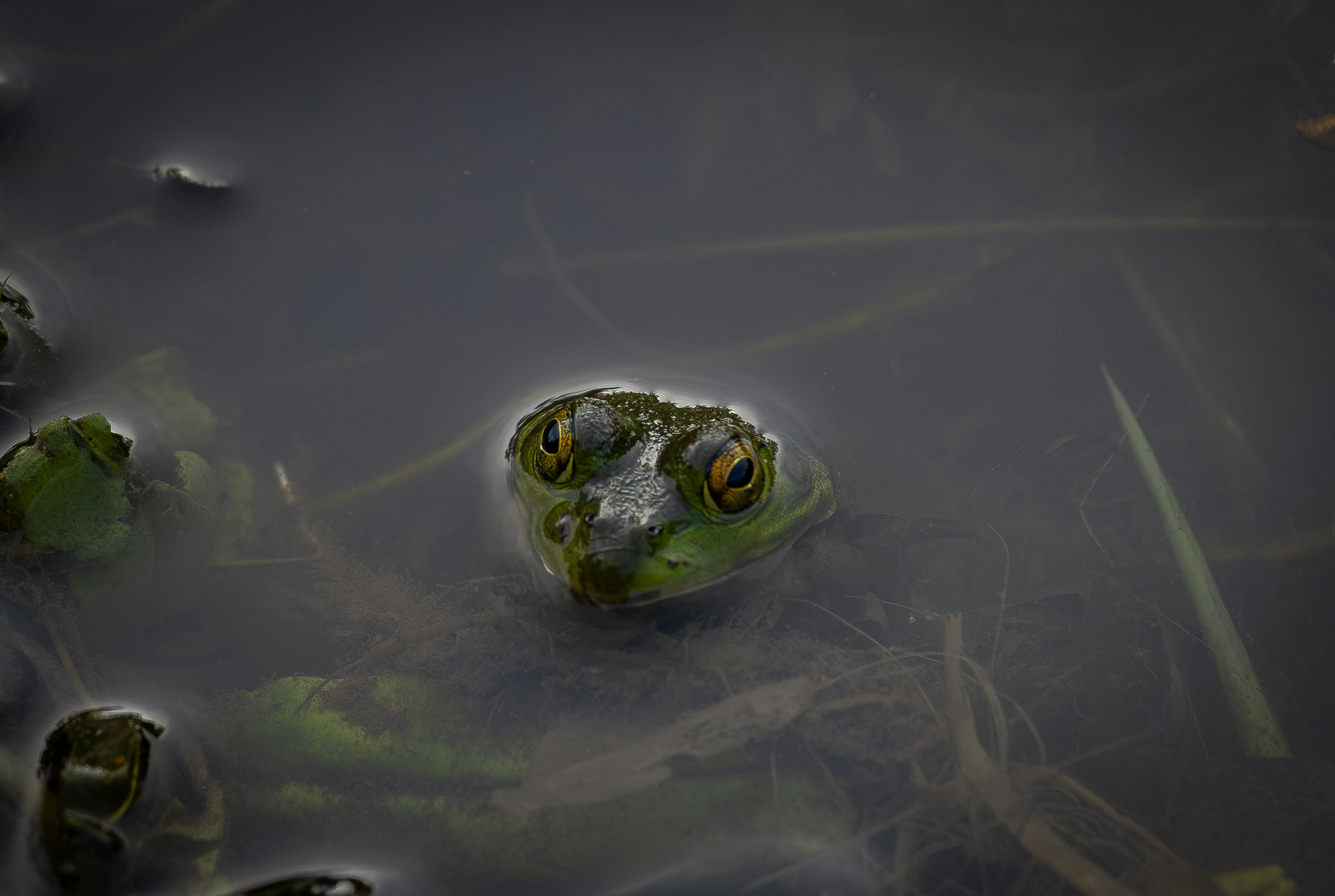 Una testa di rana verde che emerge da un'acqua scura e torbida con piante acquatiche