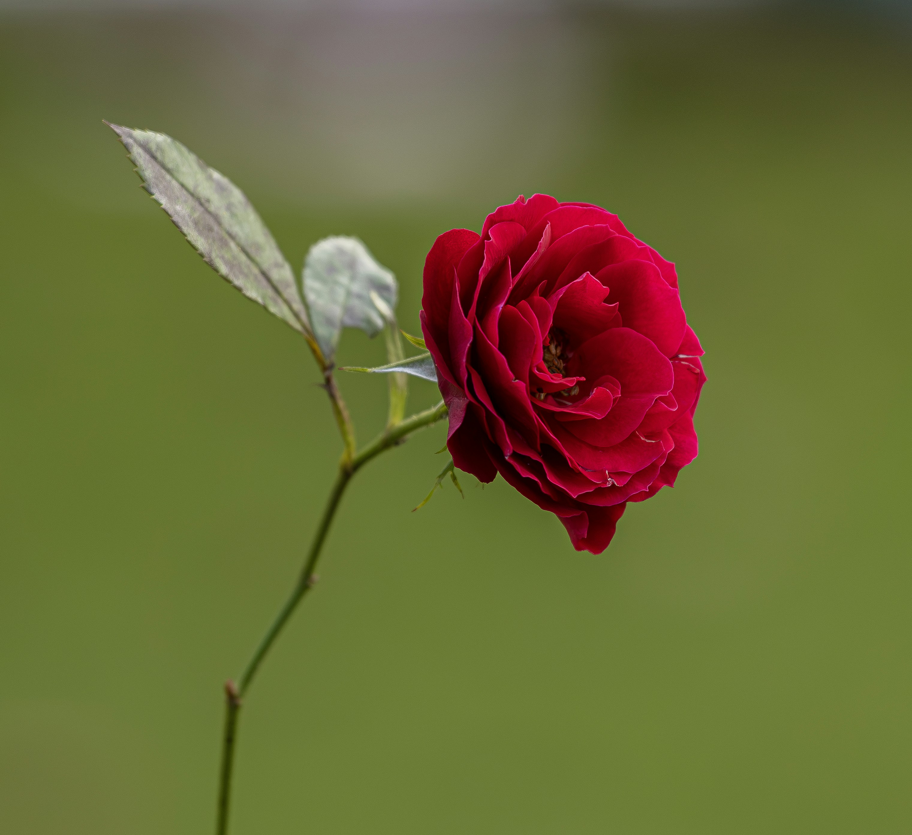 Una singola rosa rossa su un sottile stelo verde su uno sfondo sfocato