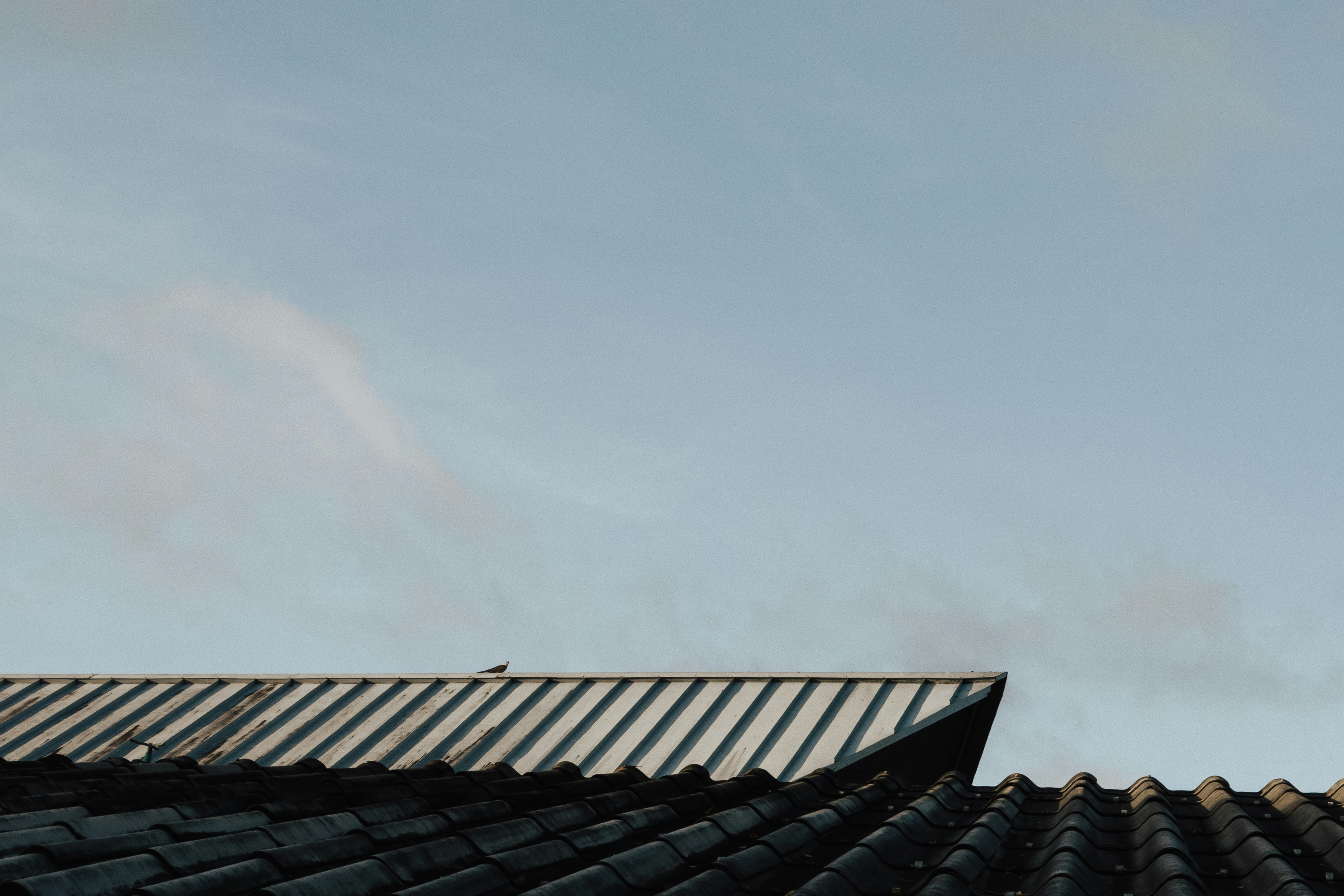 A small bird perched on a corrugated metal roof against a pale sky