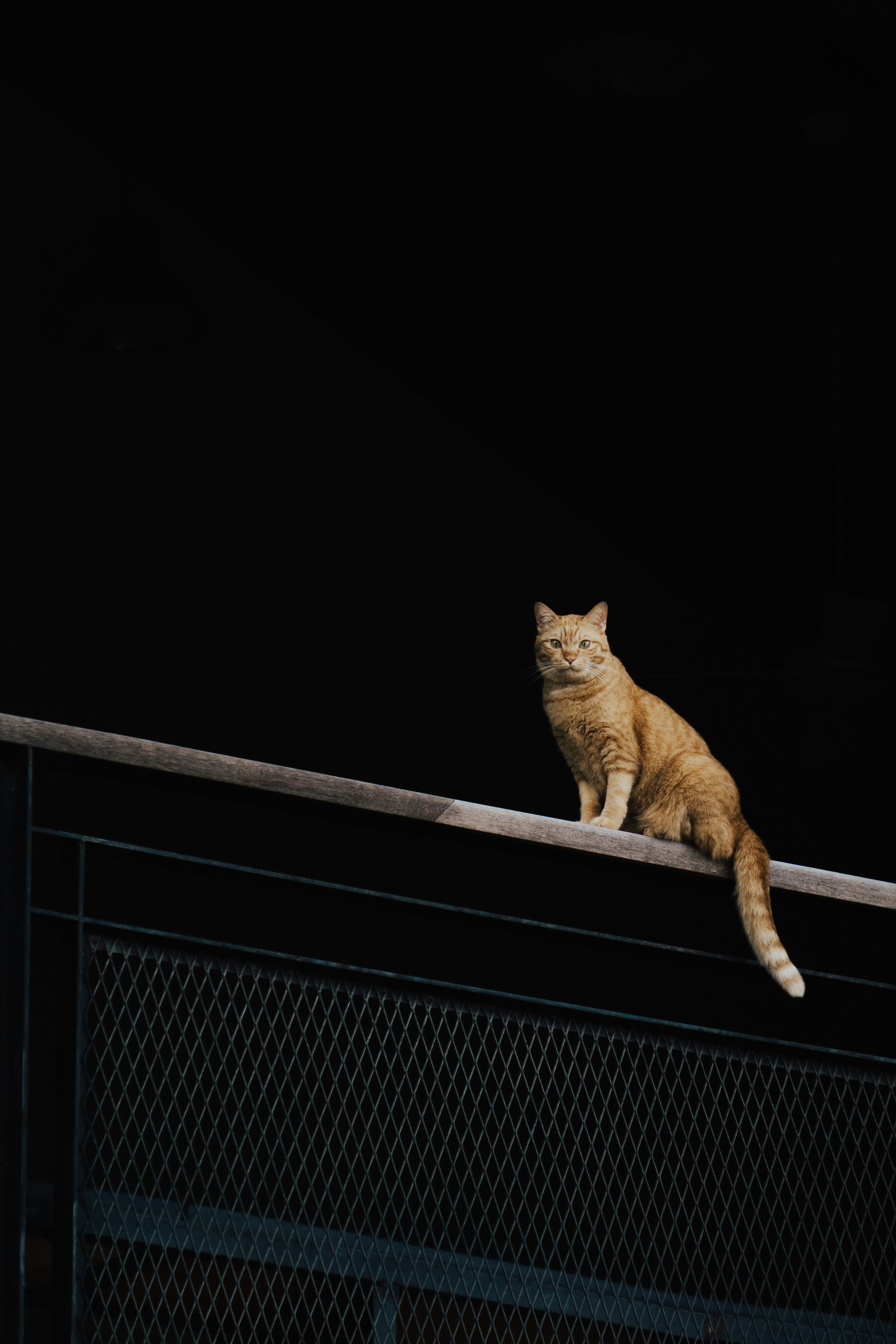 An orange tabby cat perched on a wooden handrail against a dark background