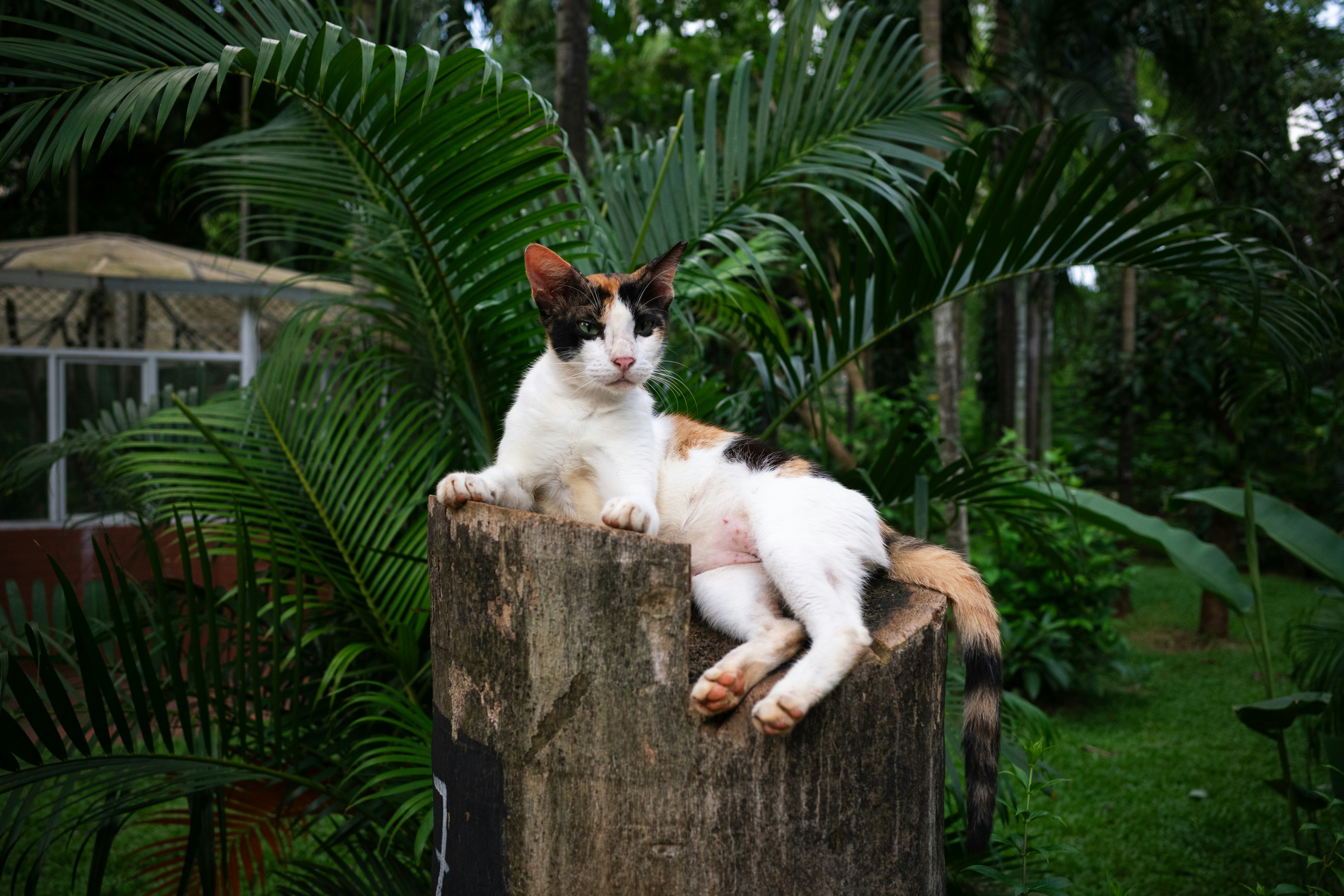 A calico cat resting on a tree stump in a lush garden