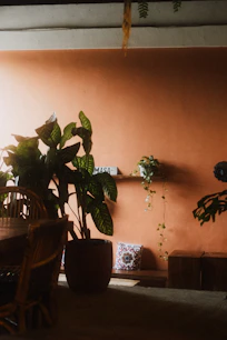 A large potted plant beside a wooden chair against a warm orange wall
