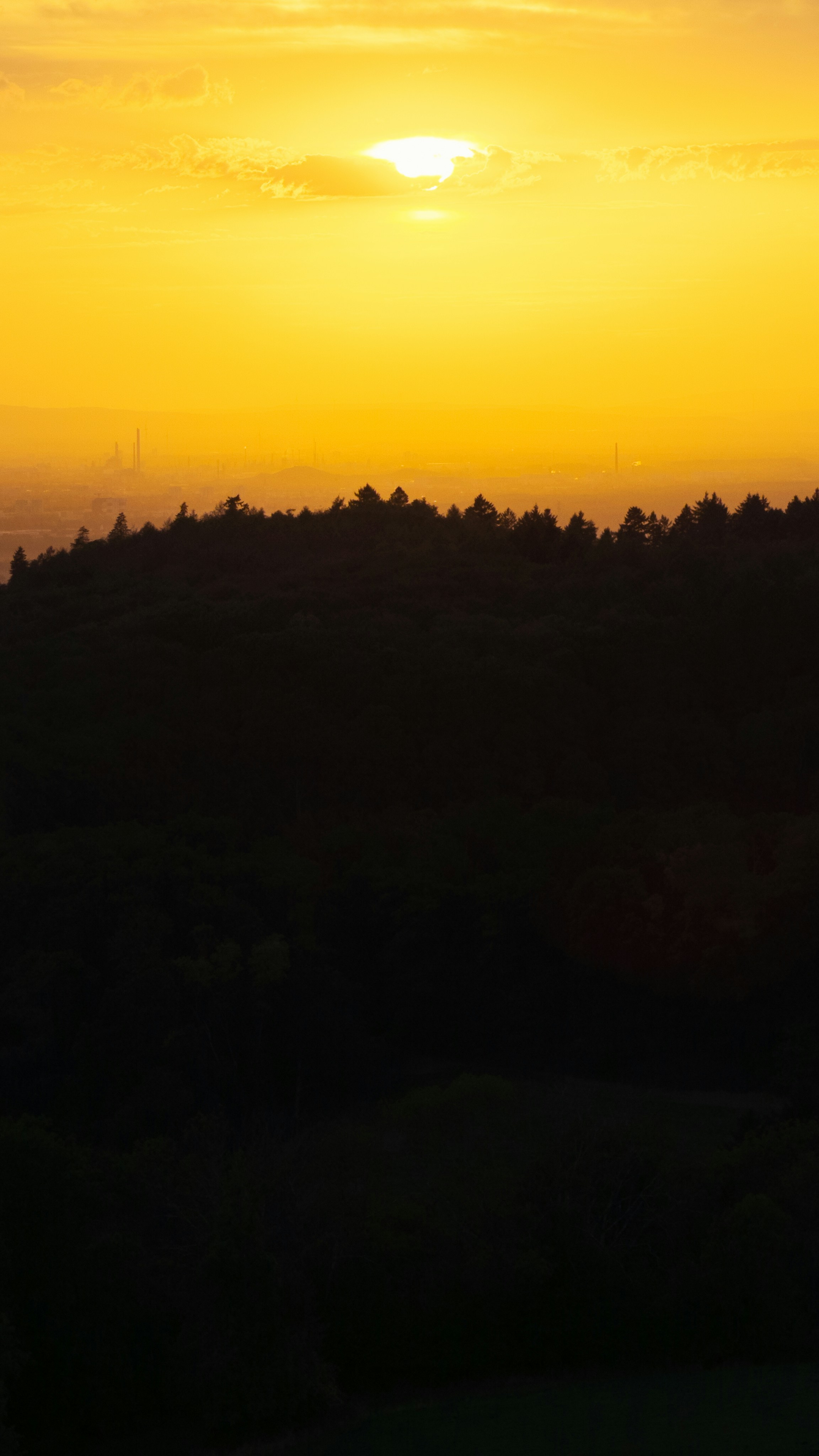 A dark forest silhouette against a bright yellow sky with a low sun