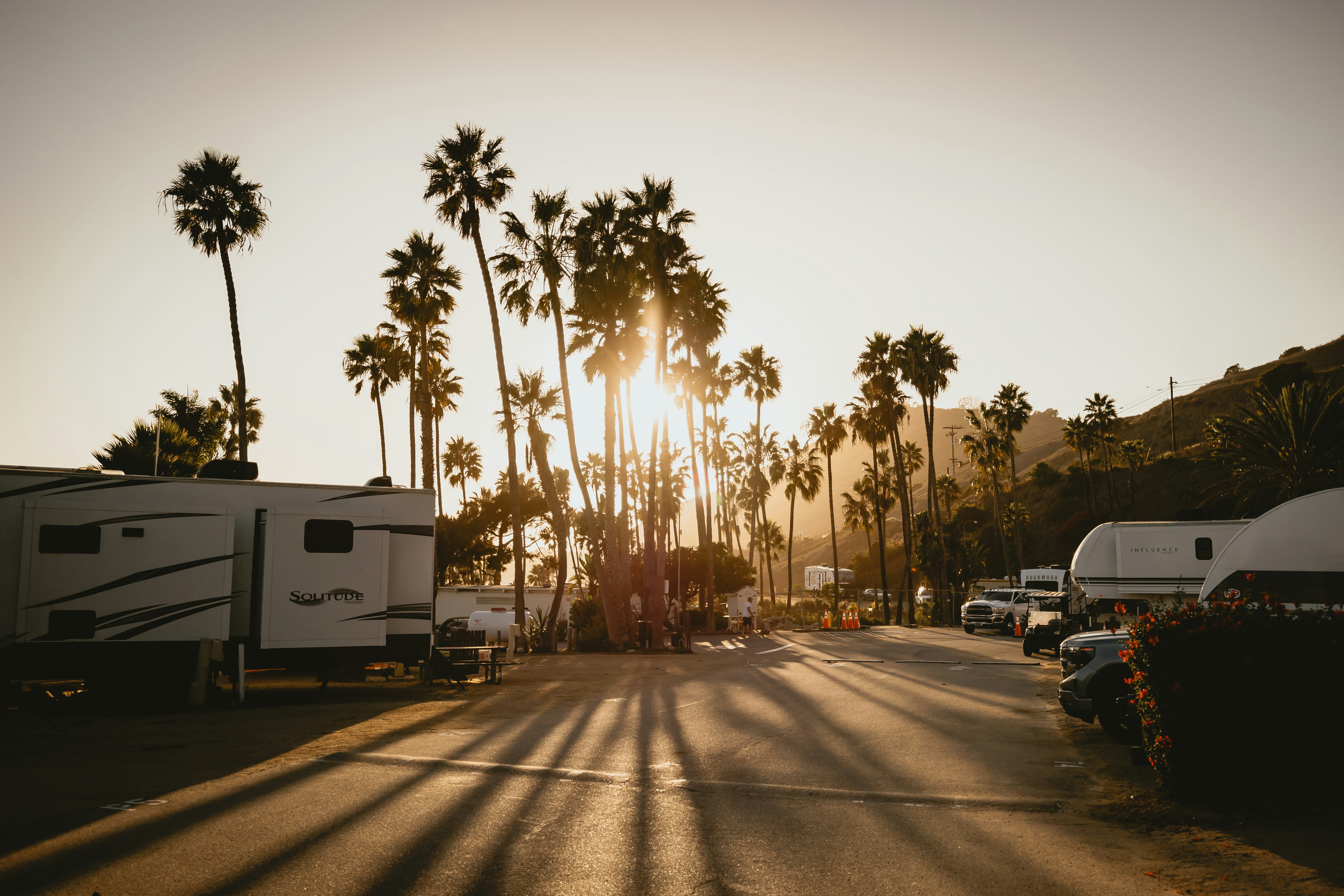 Recreational vehicles parked under tall palm trees during the golden hour