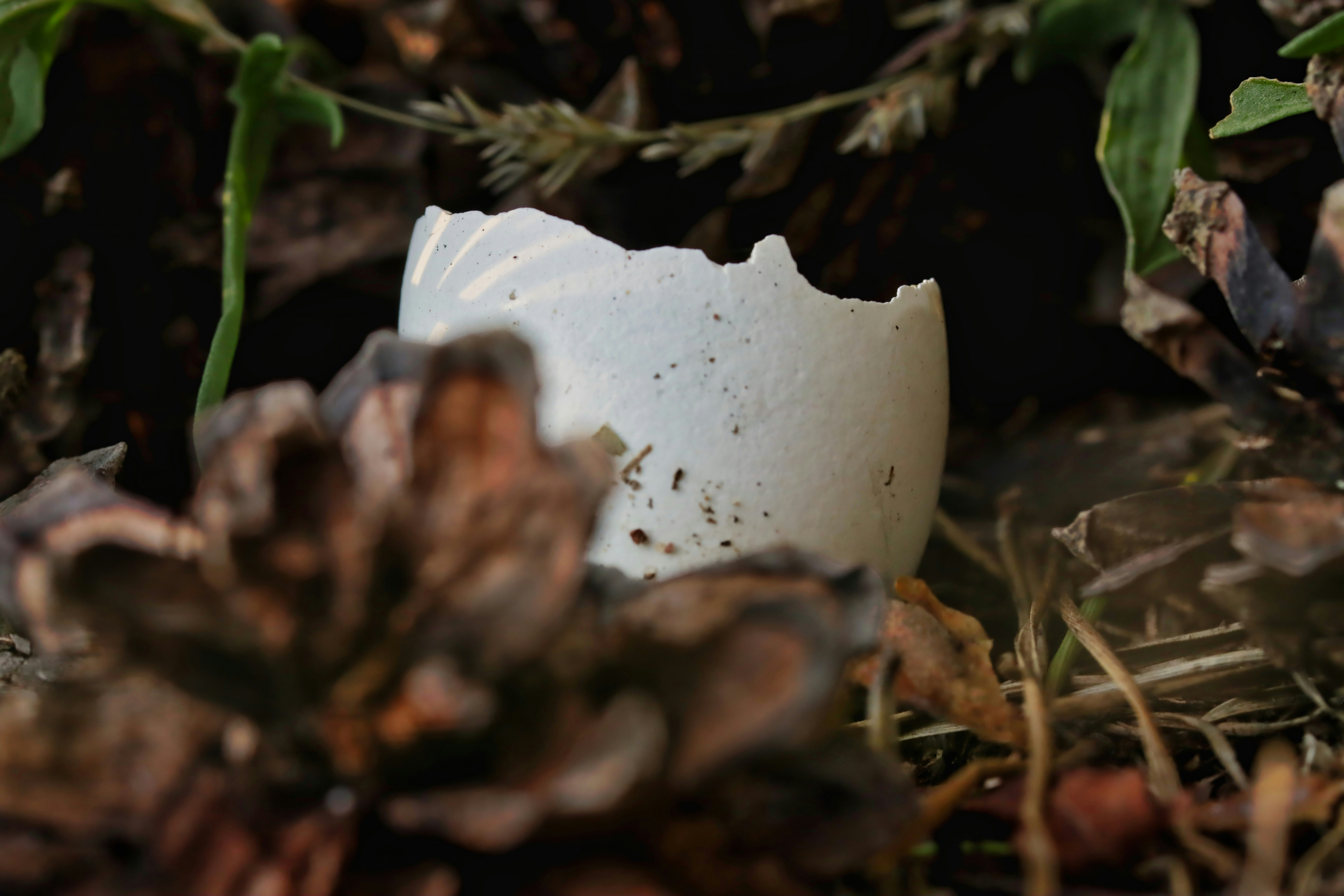 A broken white eggshell nestled among brown pinecones and dry forest debris
