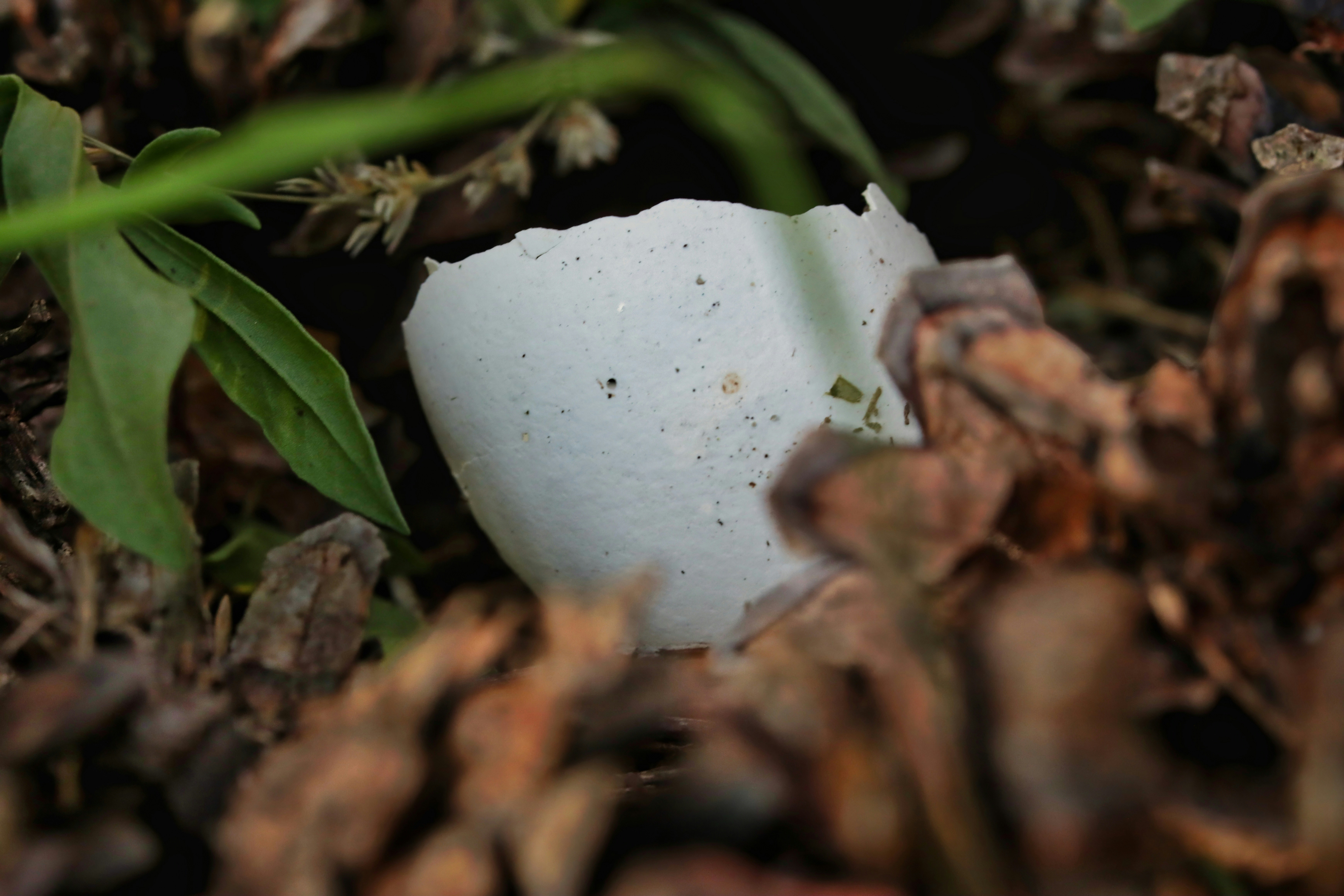 A broken white eggshell nestled among brown pine cones and green leaves