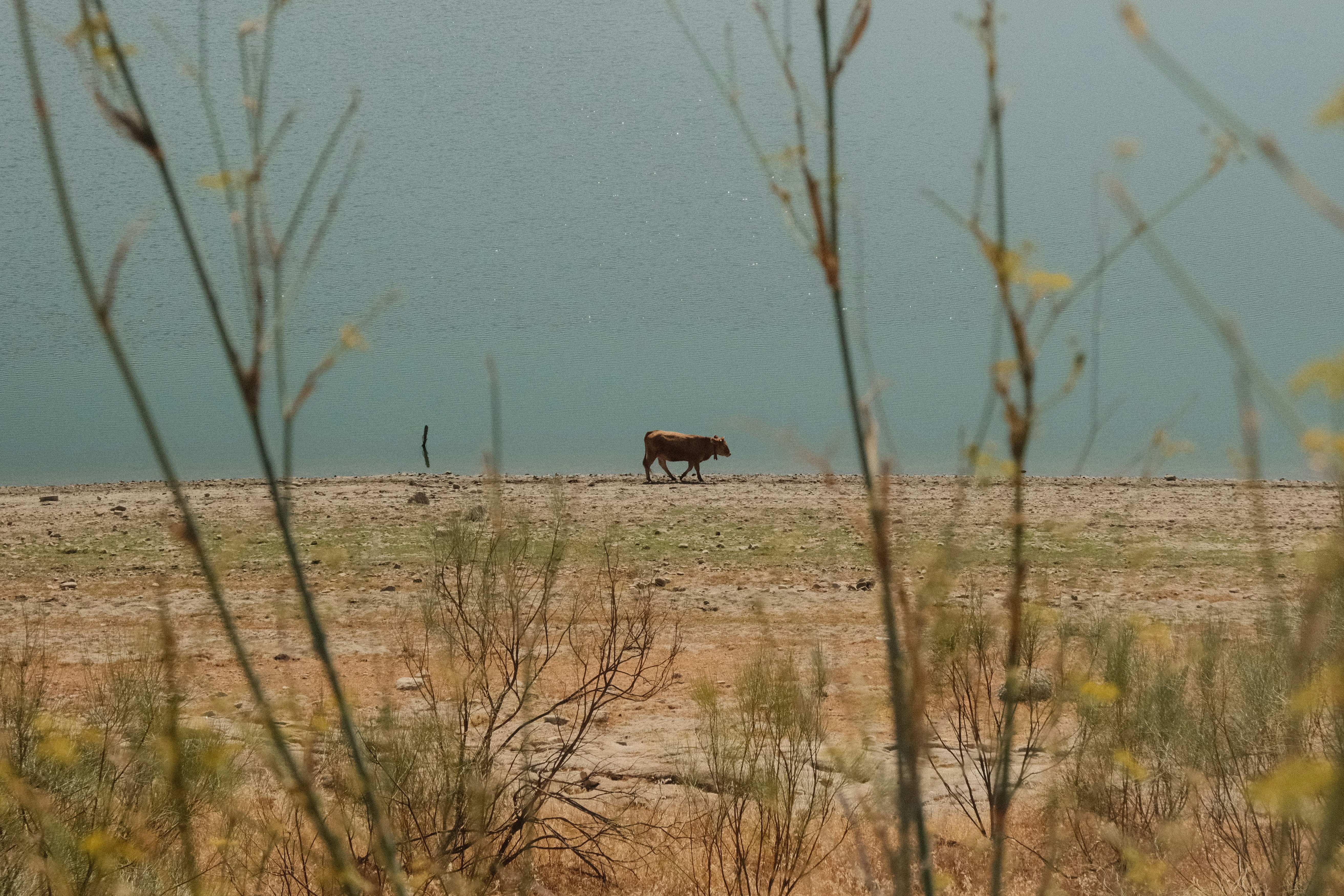 A brown cow walking along a dry shoreline beside a calm lake