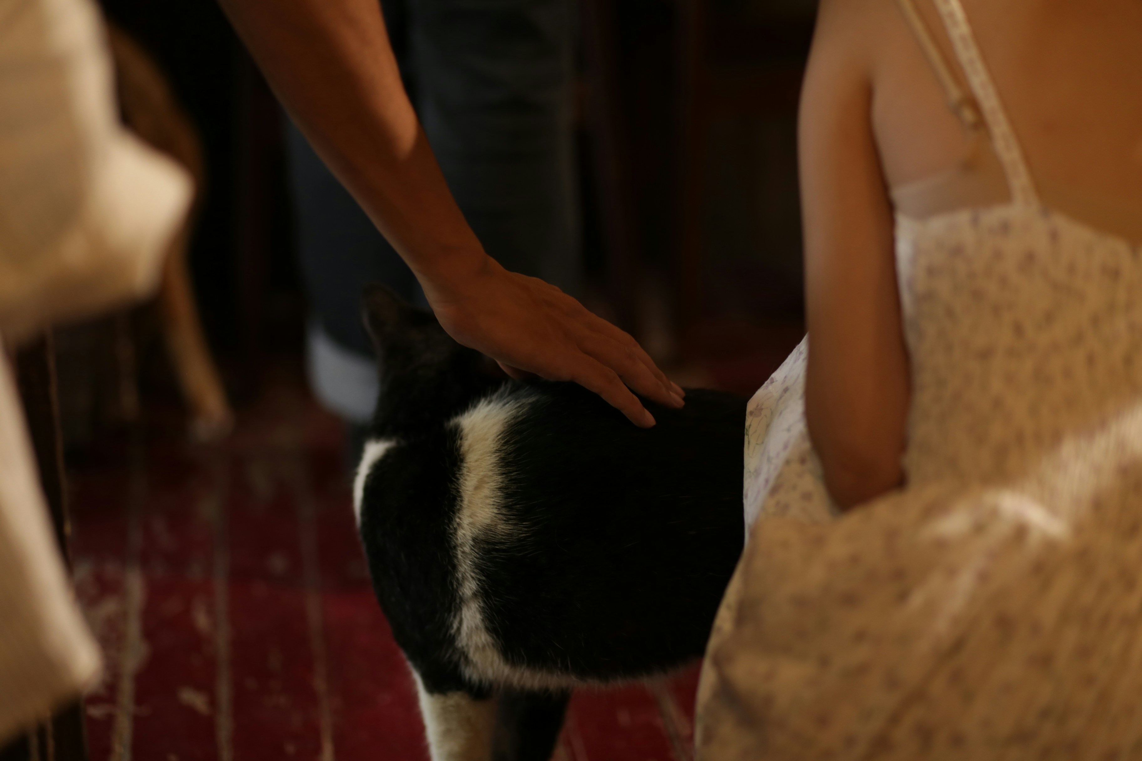 A person petting a black and white cat on a red floor