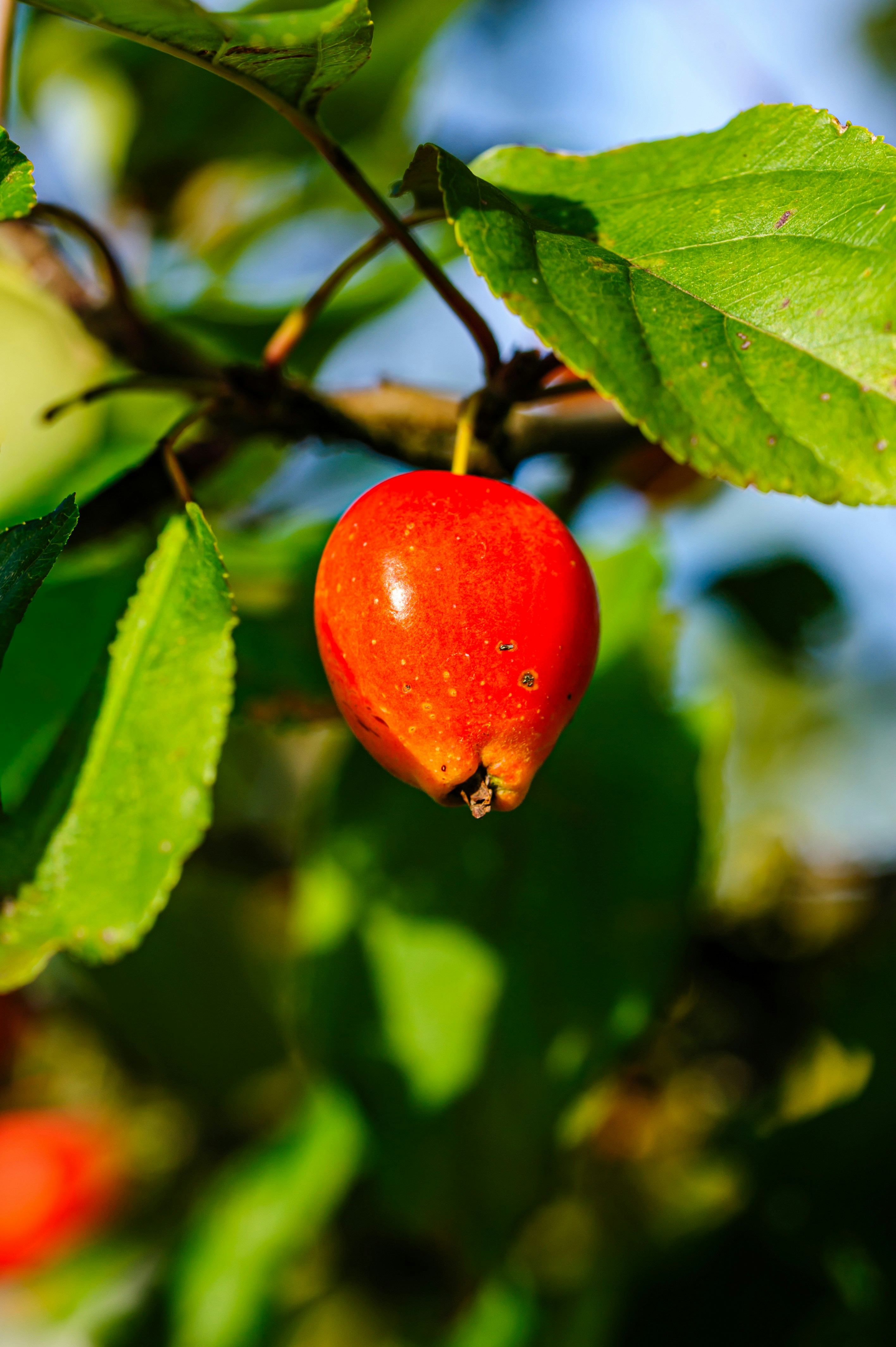 A single bright red crabapple hanging from a branch among green leaves