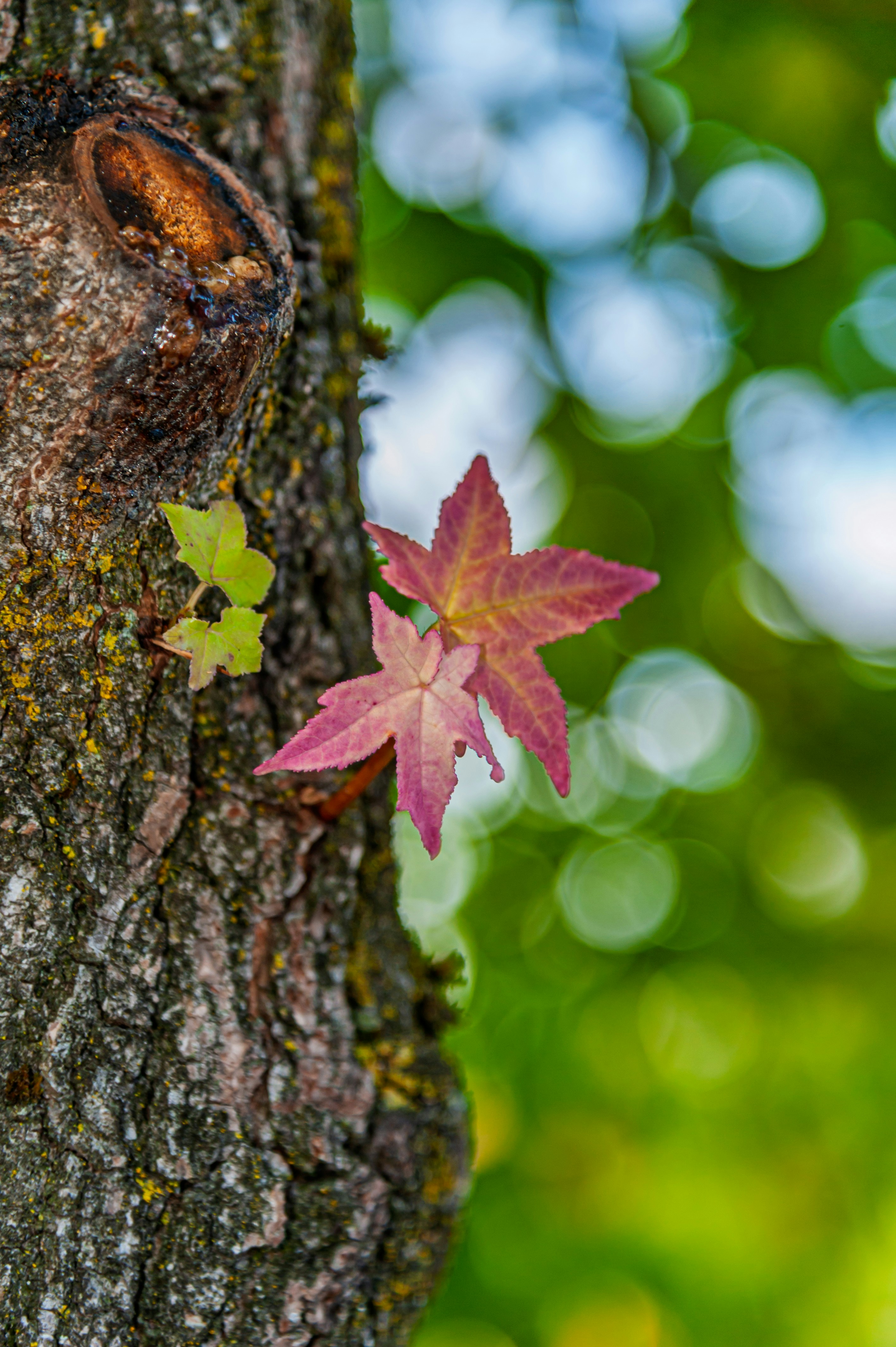 Pink and green star-shaped leaves growing from the textured bark of a tree
