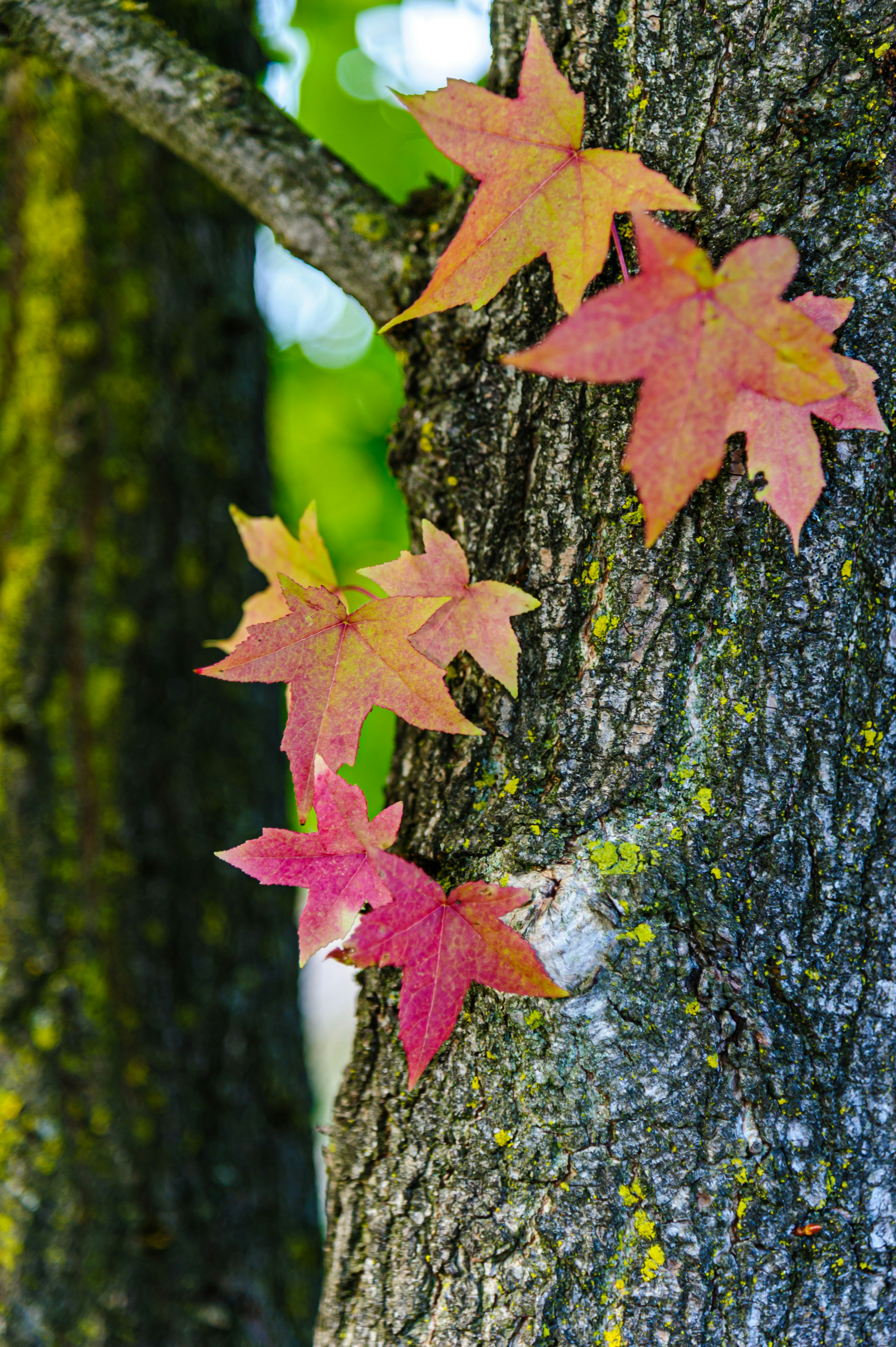 Red and orange maple leaves on the textured bark of a tree