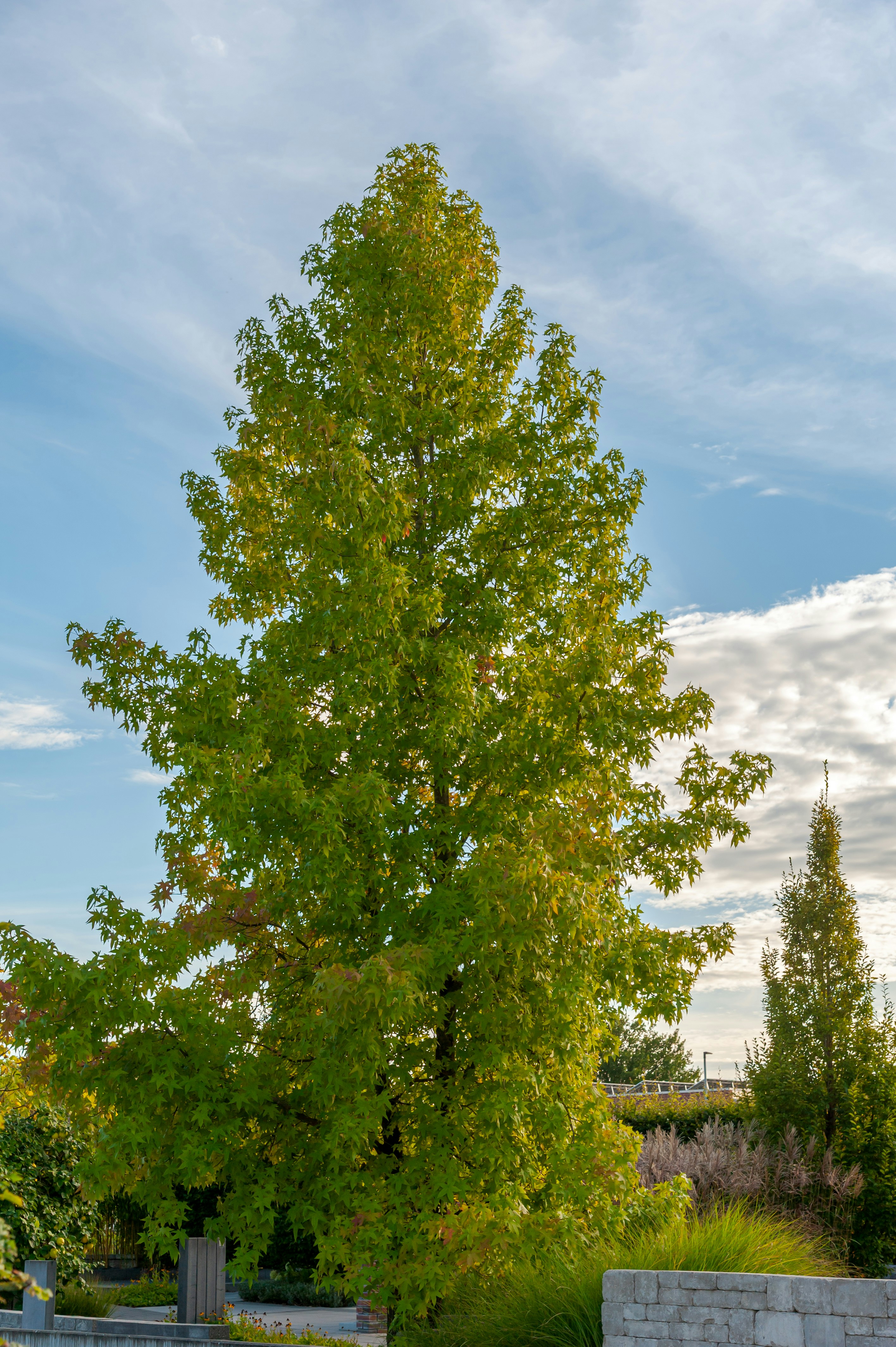 A tall green tree with star-shaped leaves against a blue sky with clouds