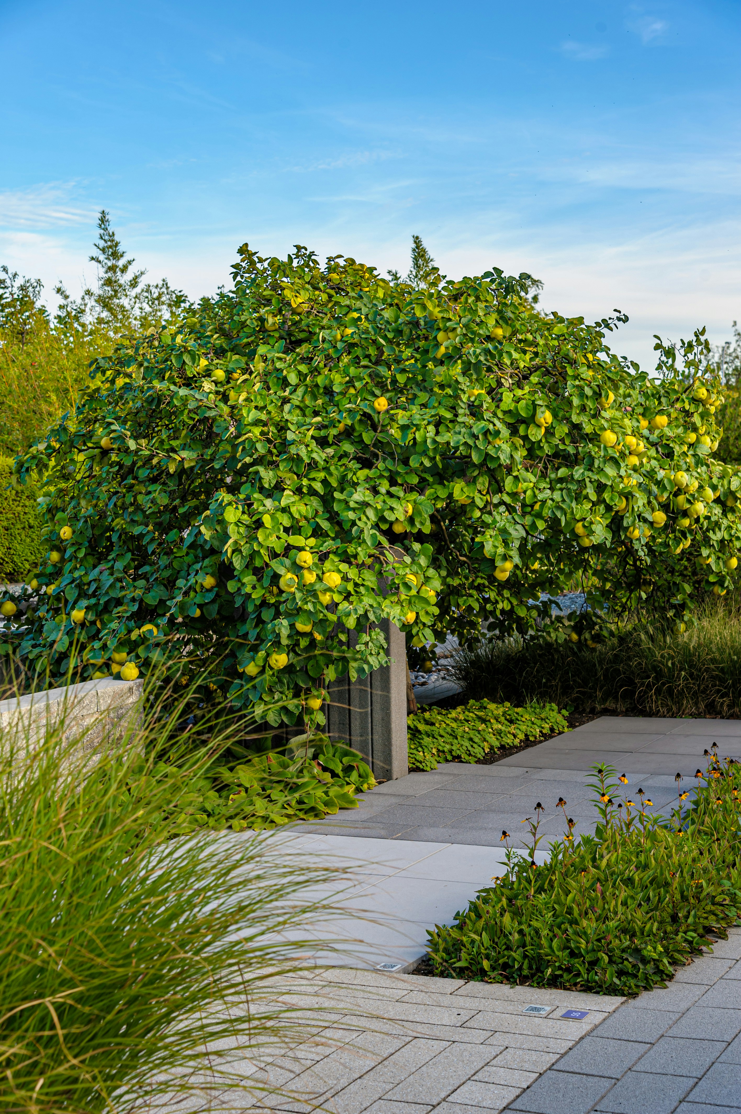 A quince tree laden with yellow fruit in a landscaped garden