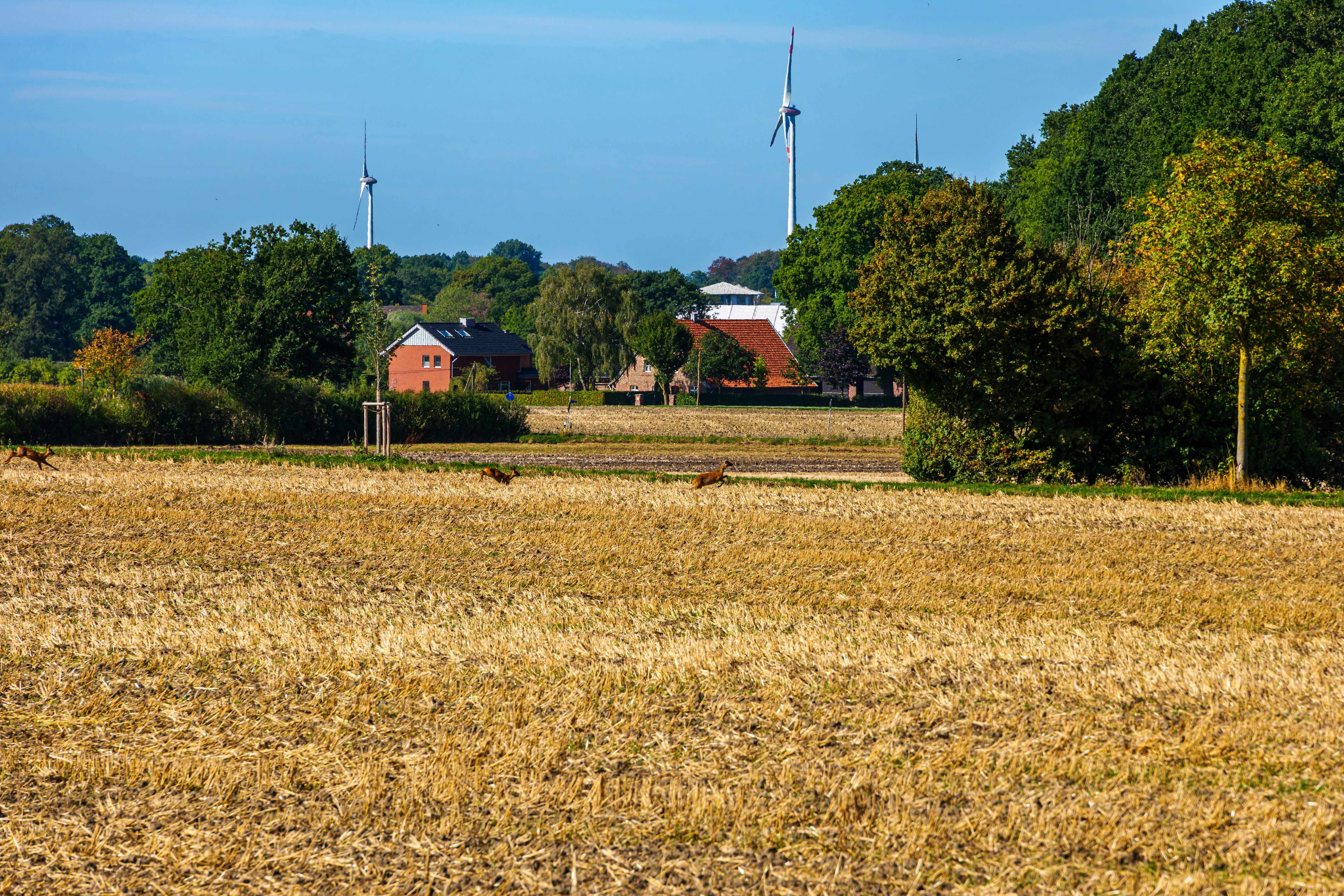 Three deer running across a harvested field with wind turbines in the distance