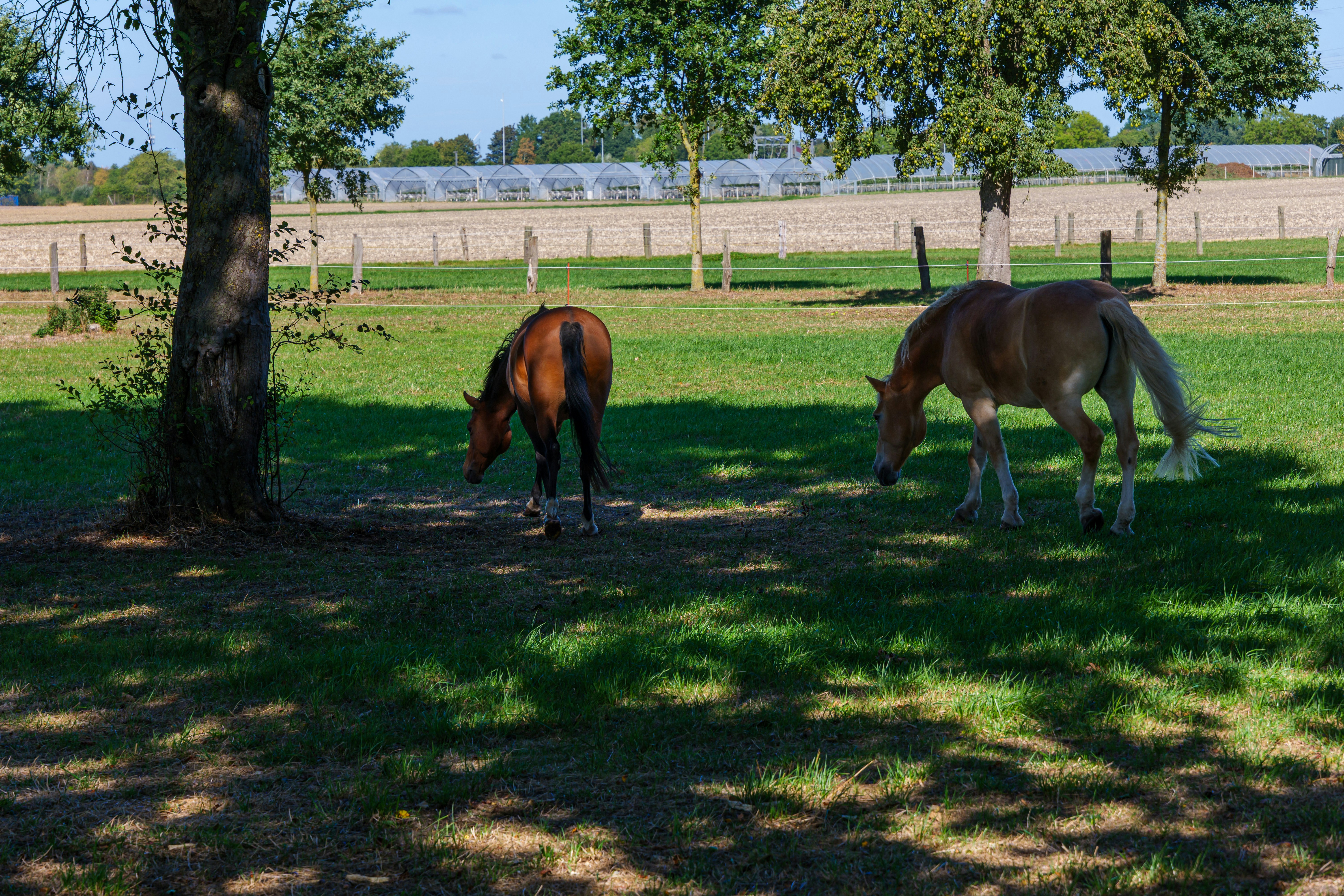Two horses grazing in a sunlit green pasture near a large tree