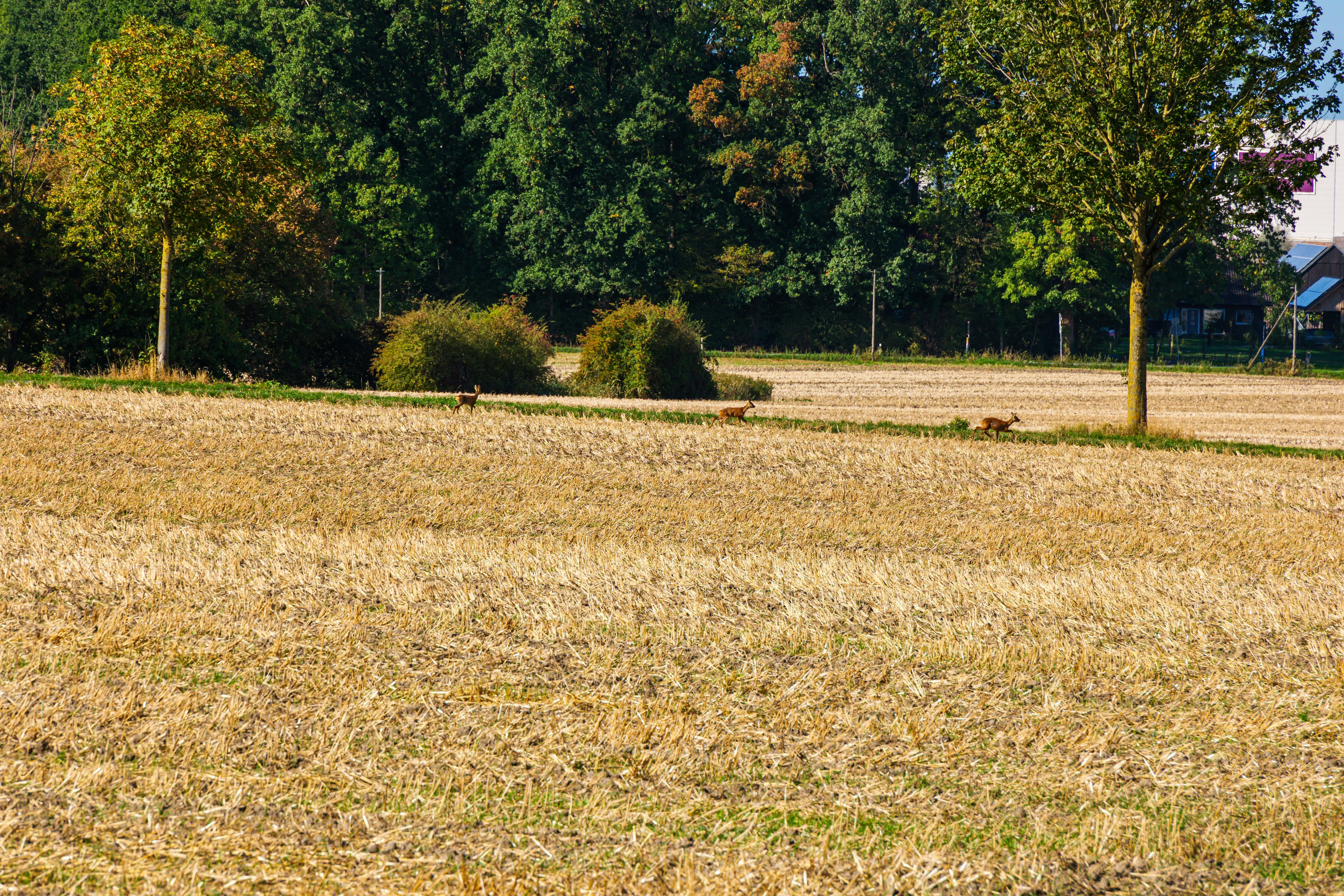Three deer running across a harvested golden field near a line of trees