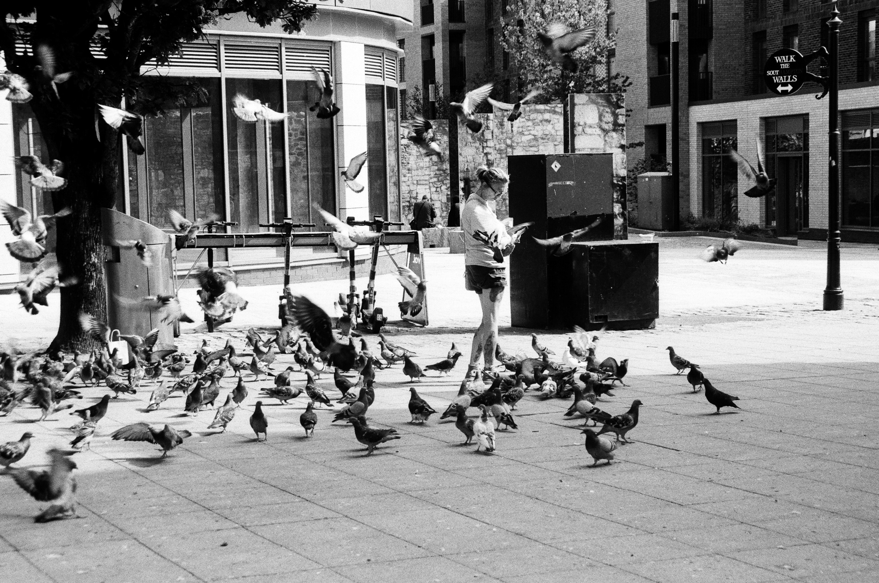 A person feeding a large flock of pigeons in a paved city square