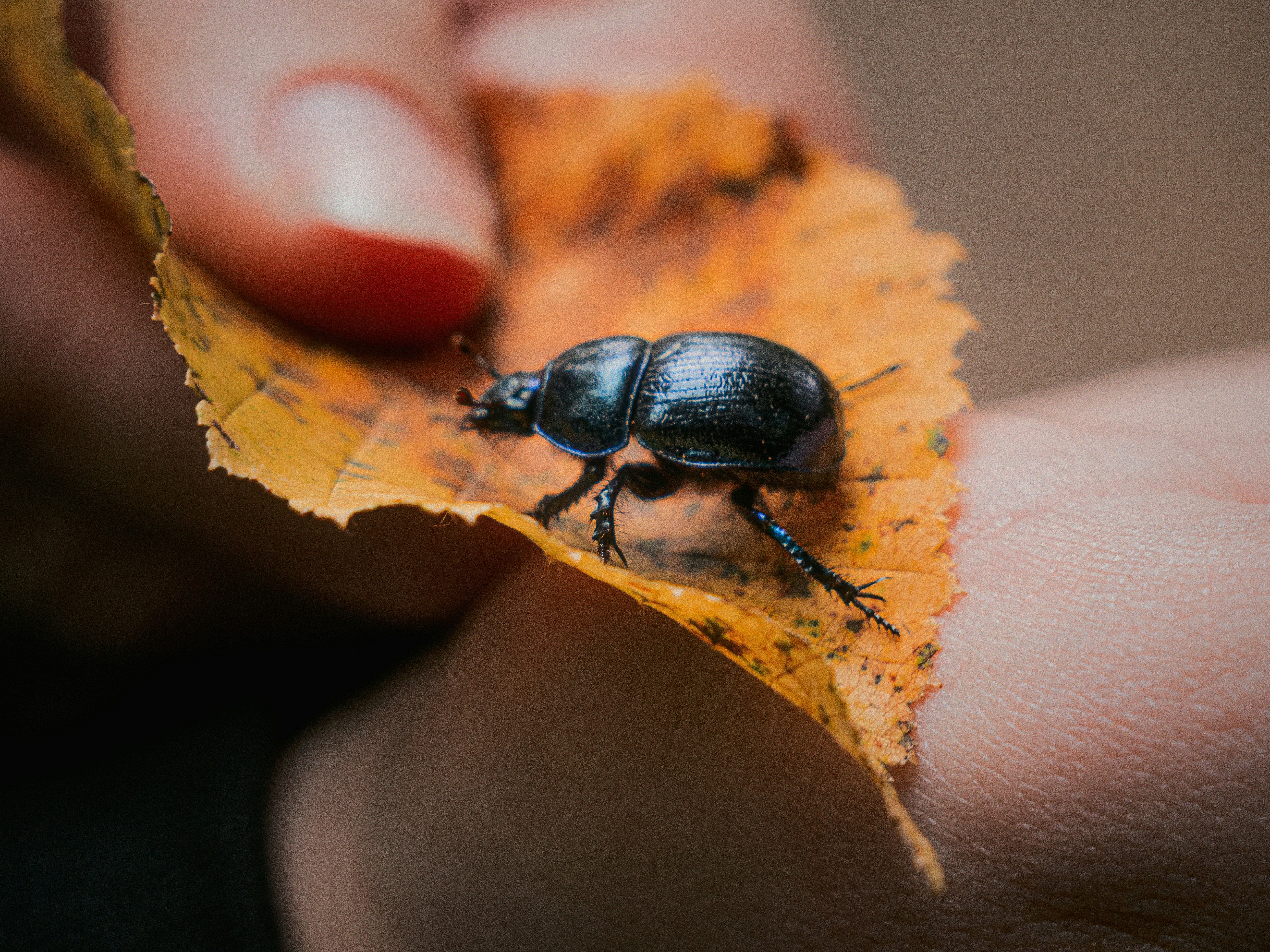 Uno scarabeo nero lucido su una foglia autunnale gialla tenuto in mano