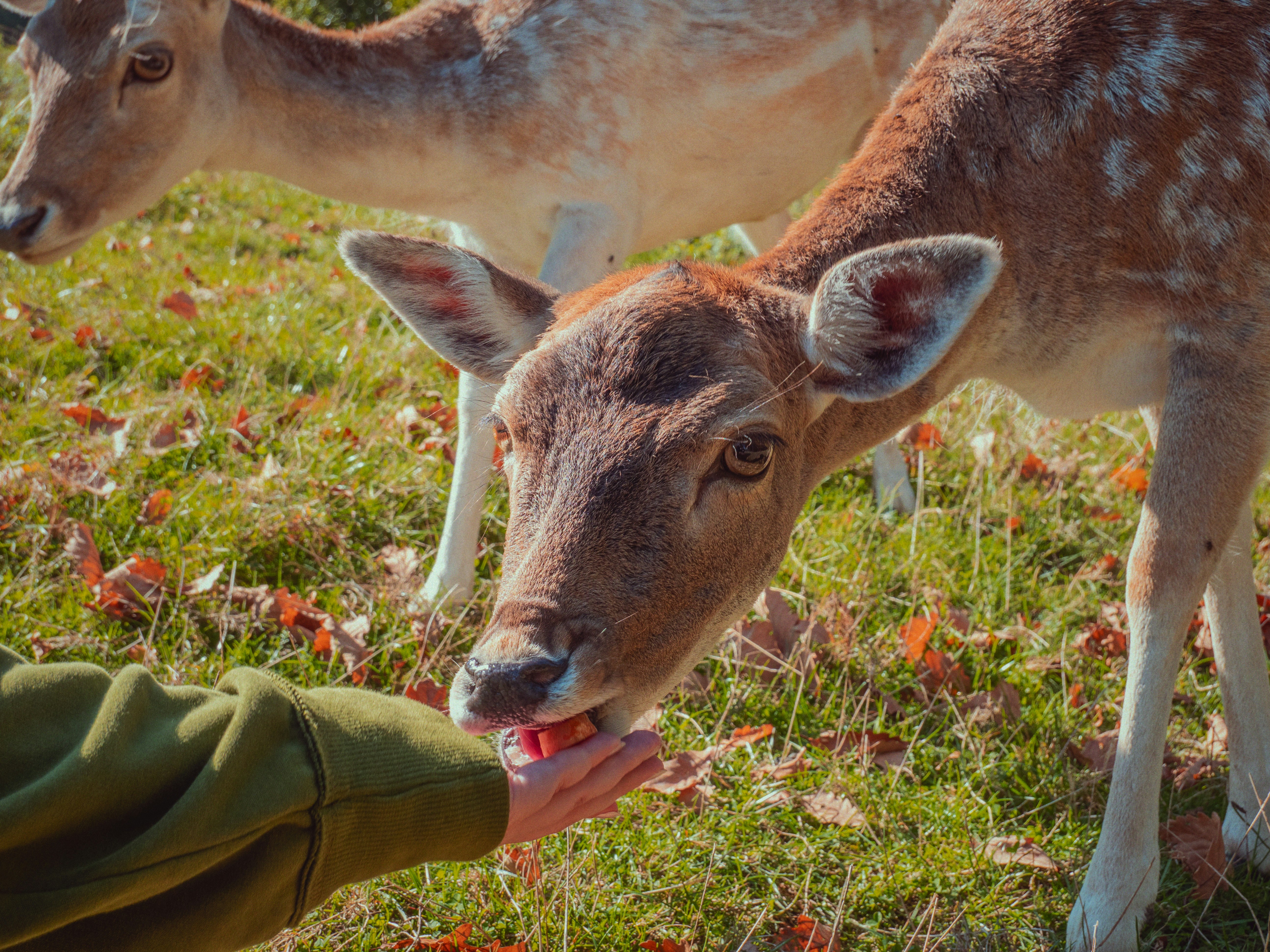 Una persona che nutre un cervo maculato dalla propria mano in un campo erboso