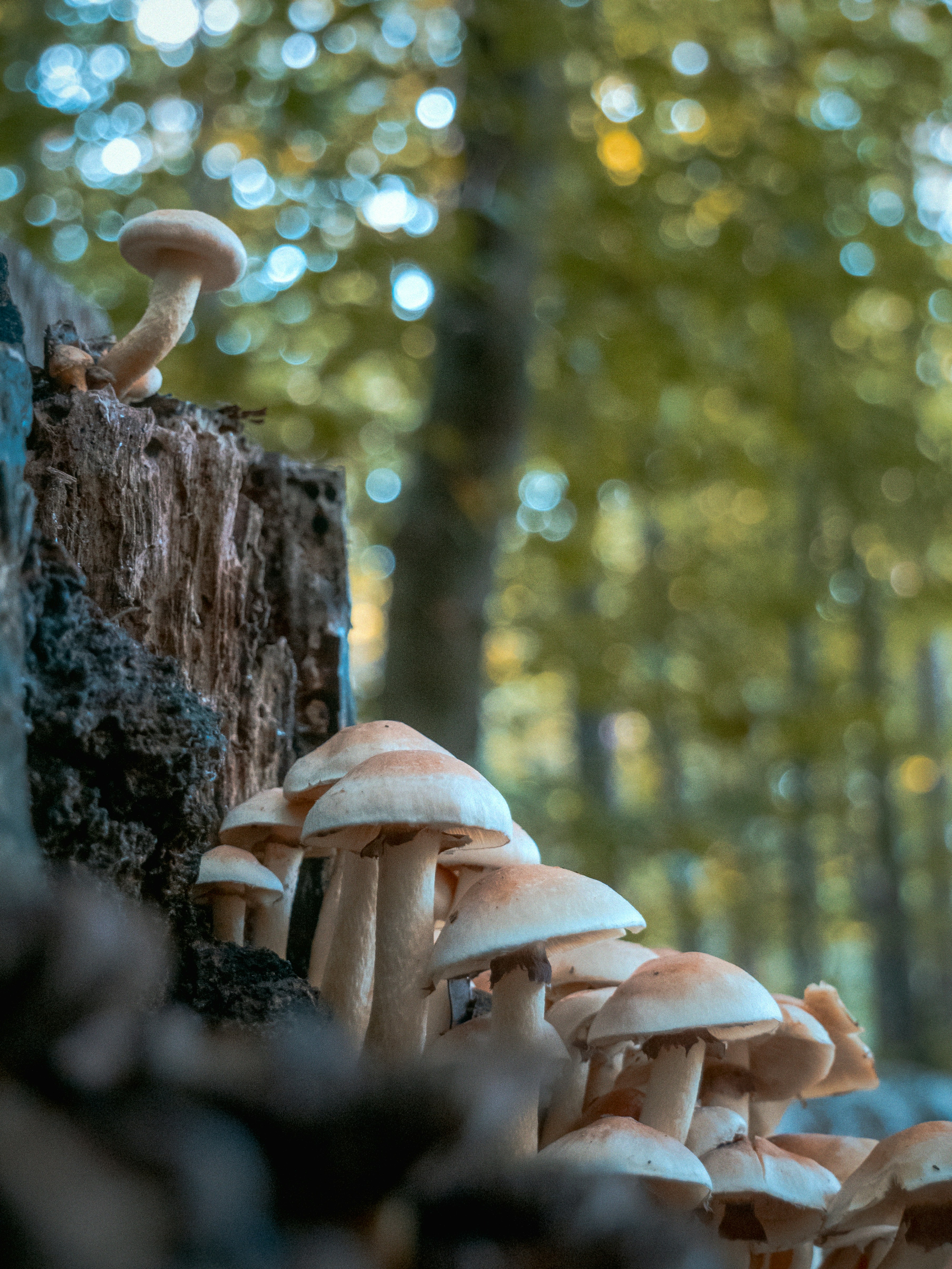 Un grappolo di funghi pallidi che crescono su un ceppo d'albero in decomposizione in una foresta
