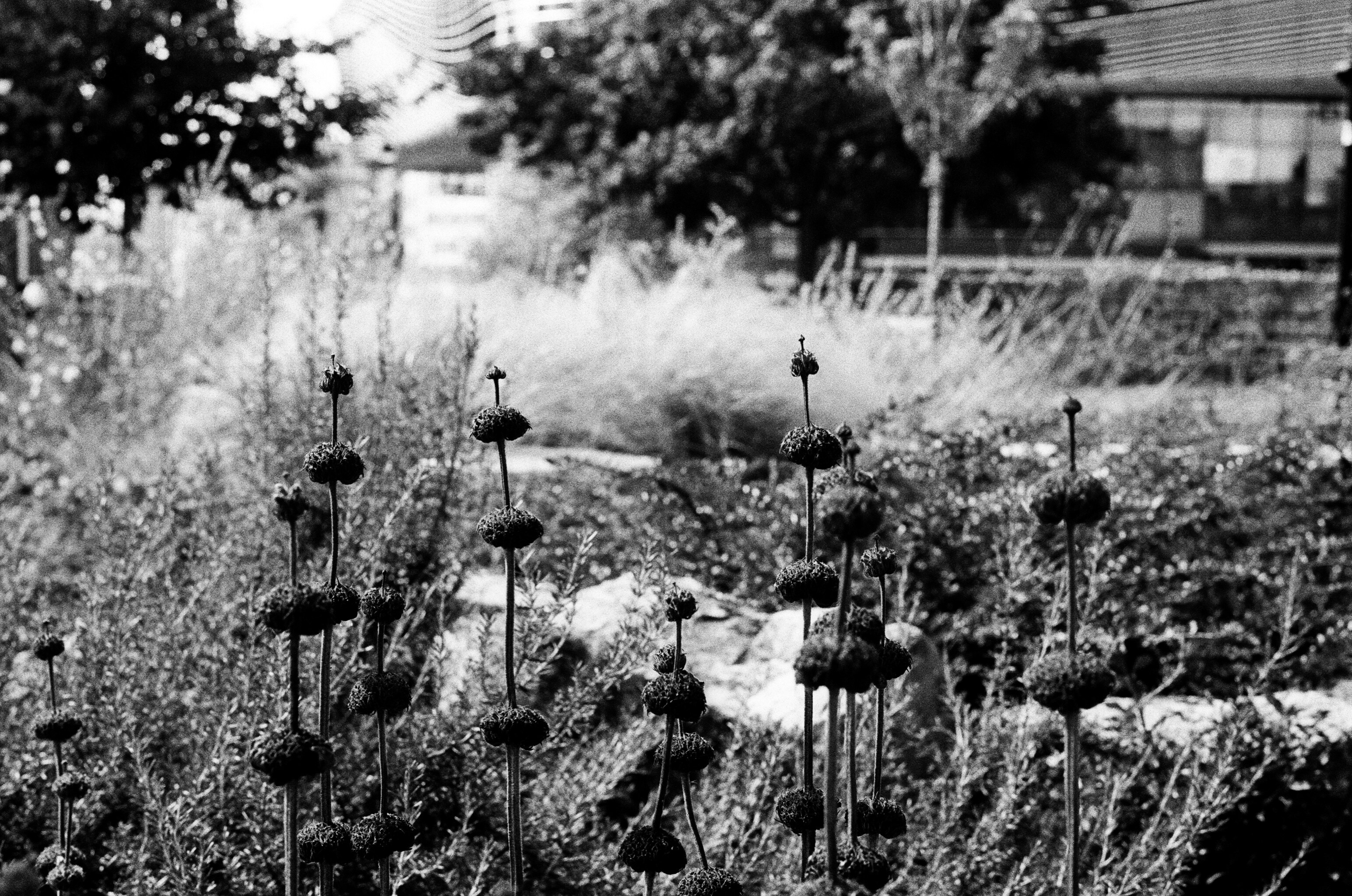 Tall thin stems with round seed heads in a garden, black and white