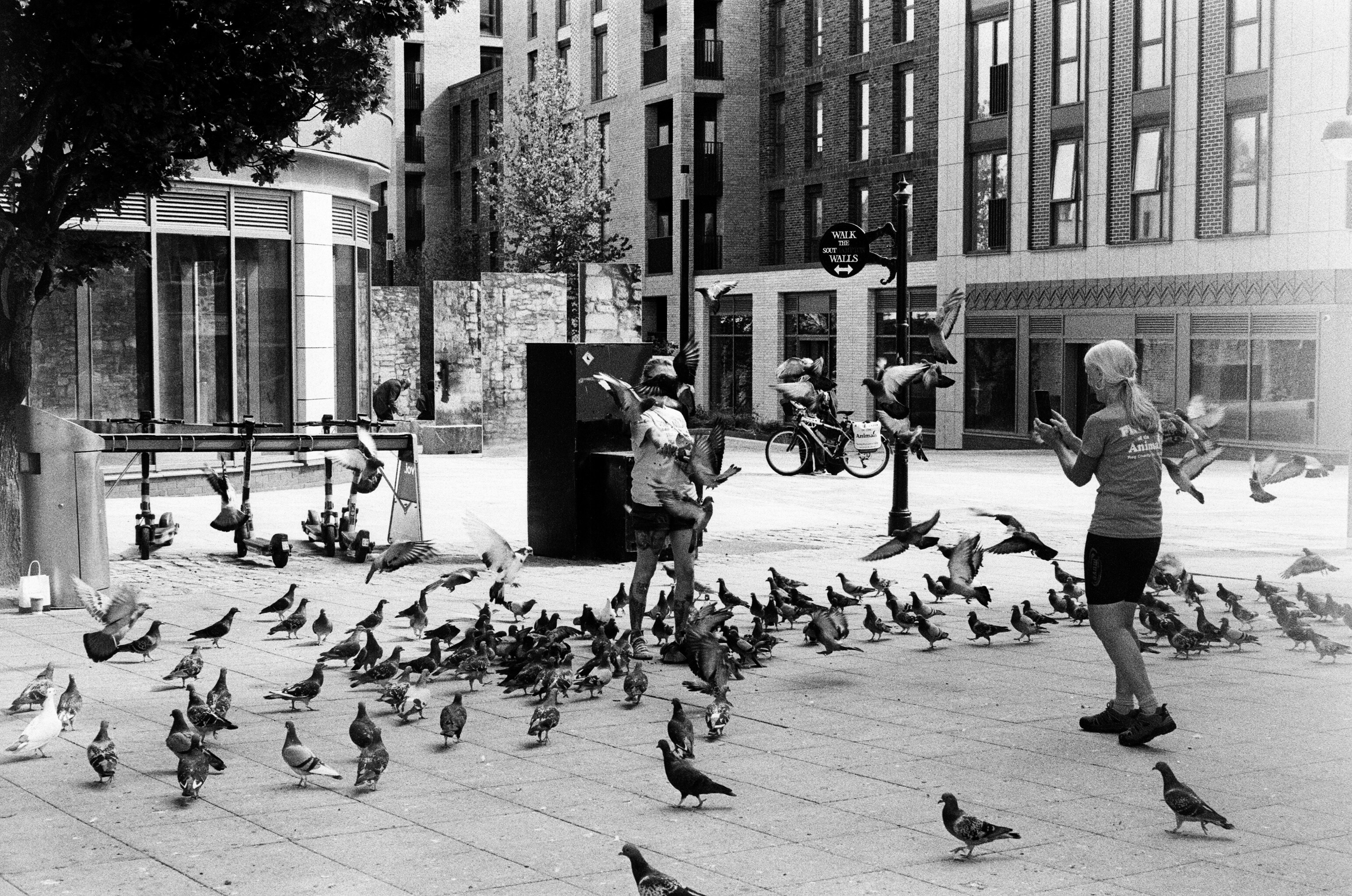 A person photographing a large flock of pigeons in a city square