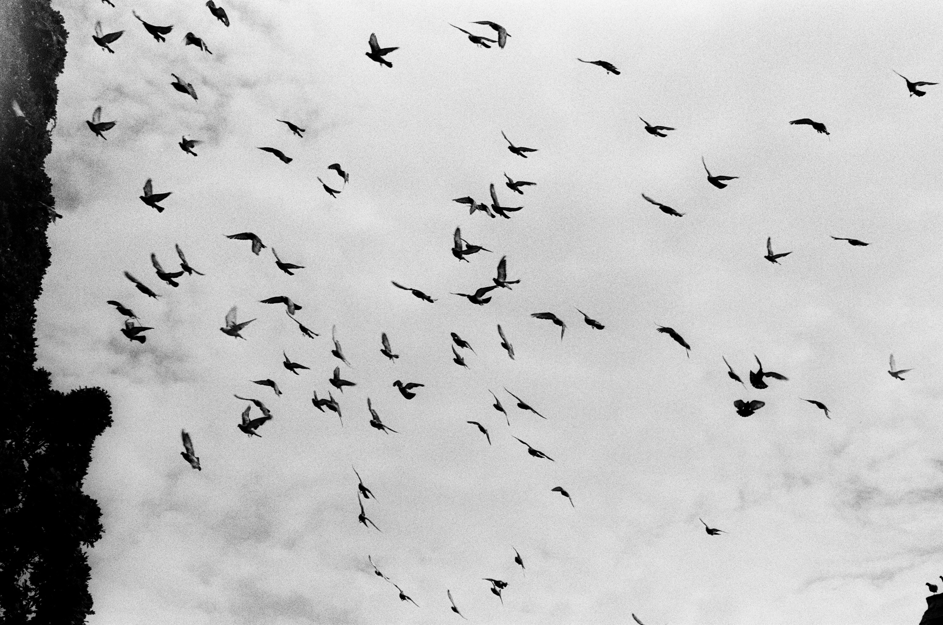 A large flock of birds flying across a cloudy sky in black and white