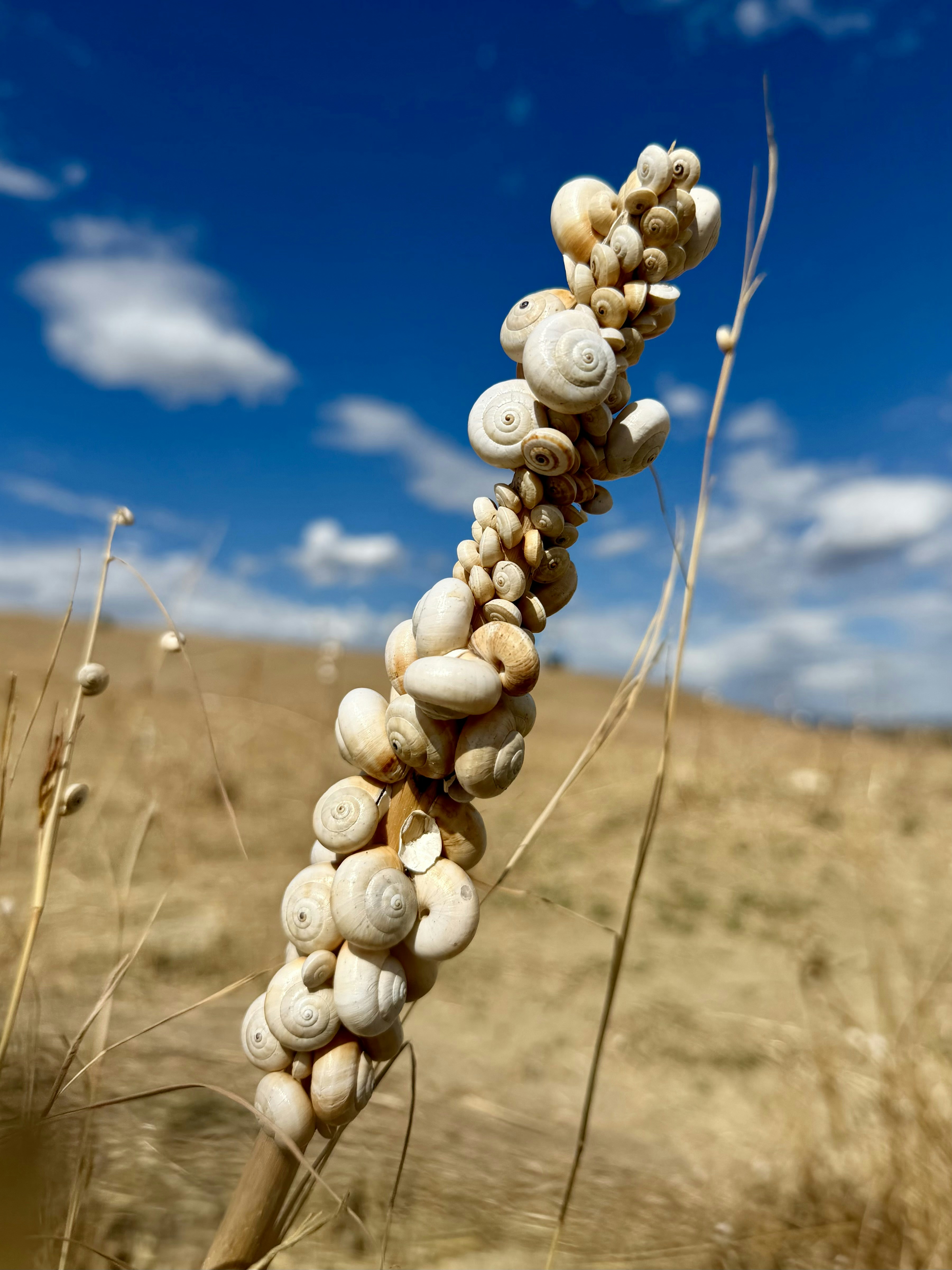 A cluster of white snail shells clinging to a dry stalk in a field