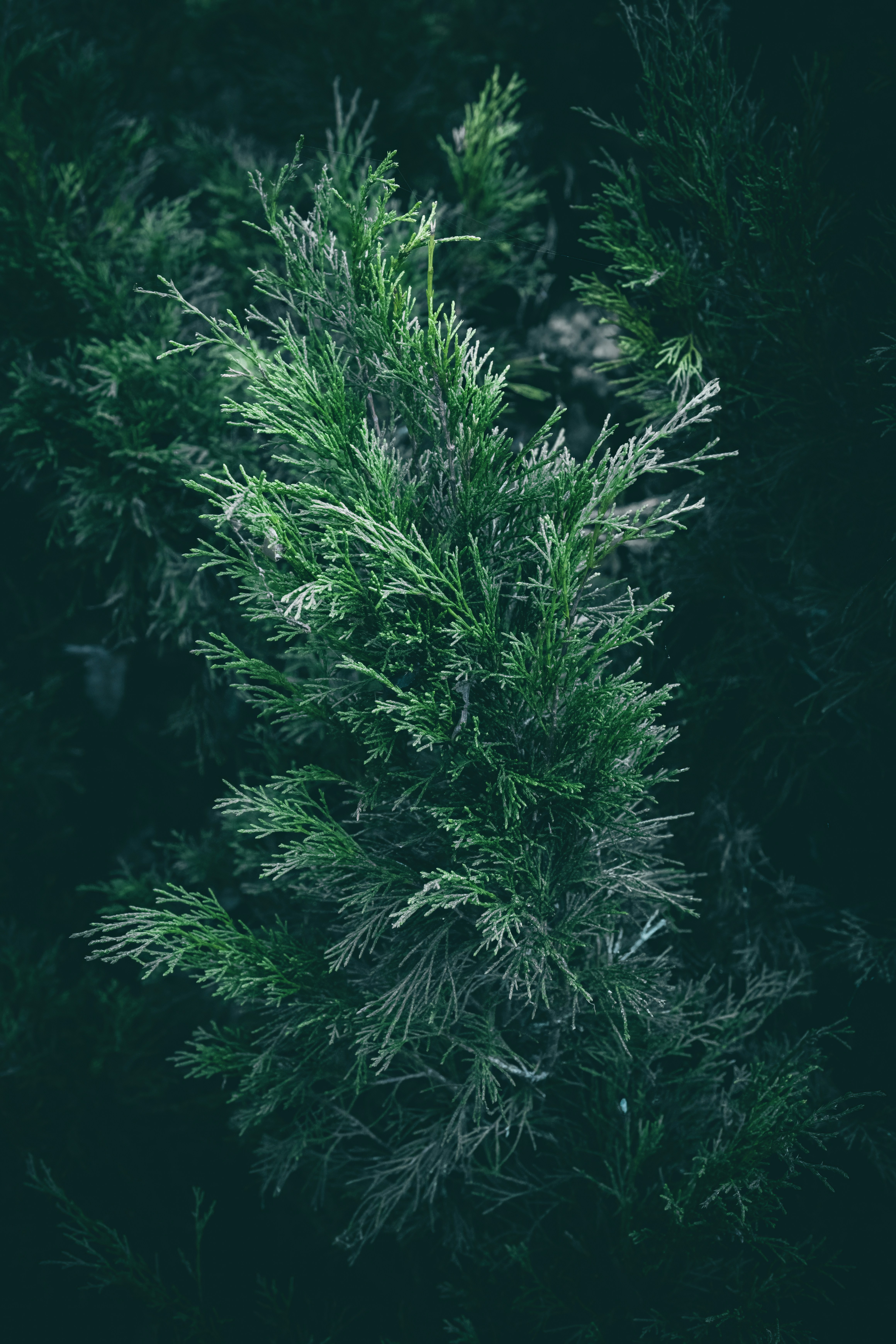 Cabang juniper hijau cerah dengan dedaunan seperti jarum di latar belakang gelap