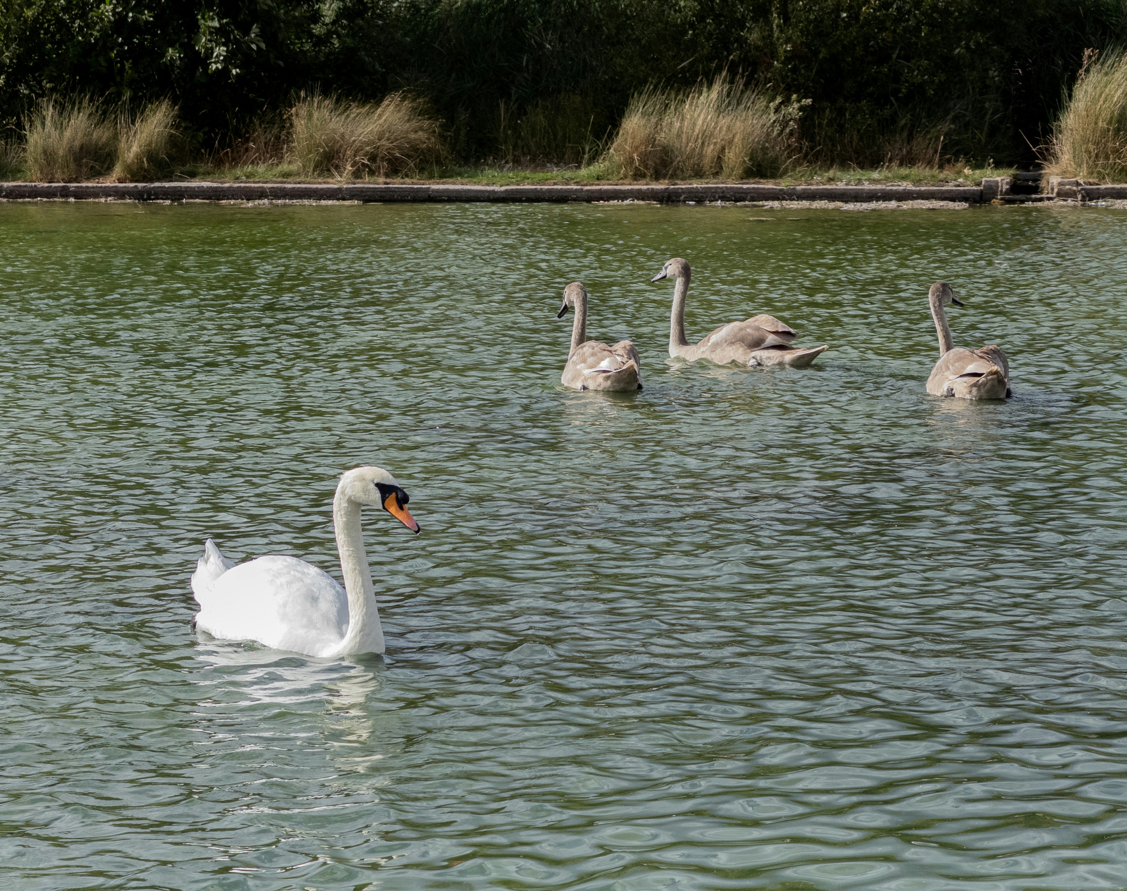 A white adult swan and three grey cygnets swimming on a green pond