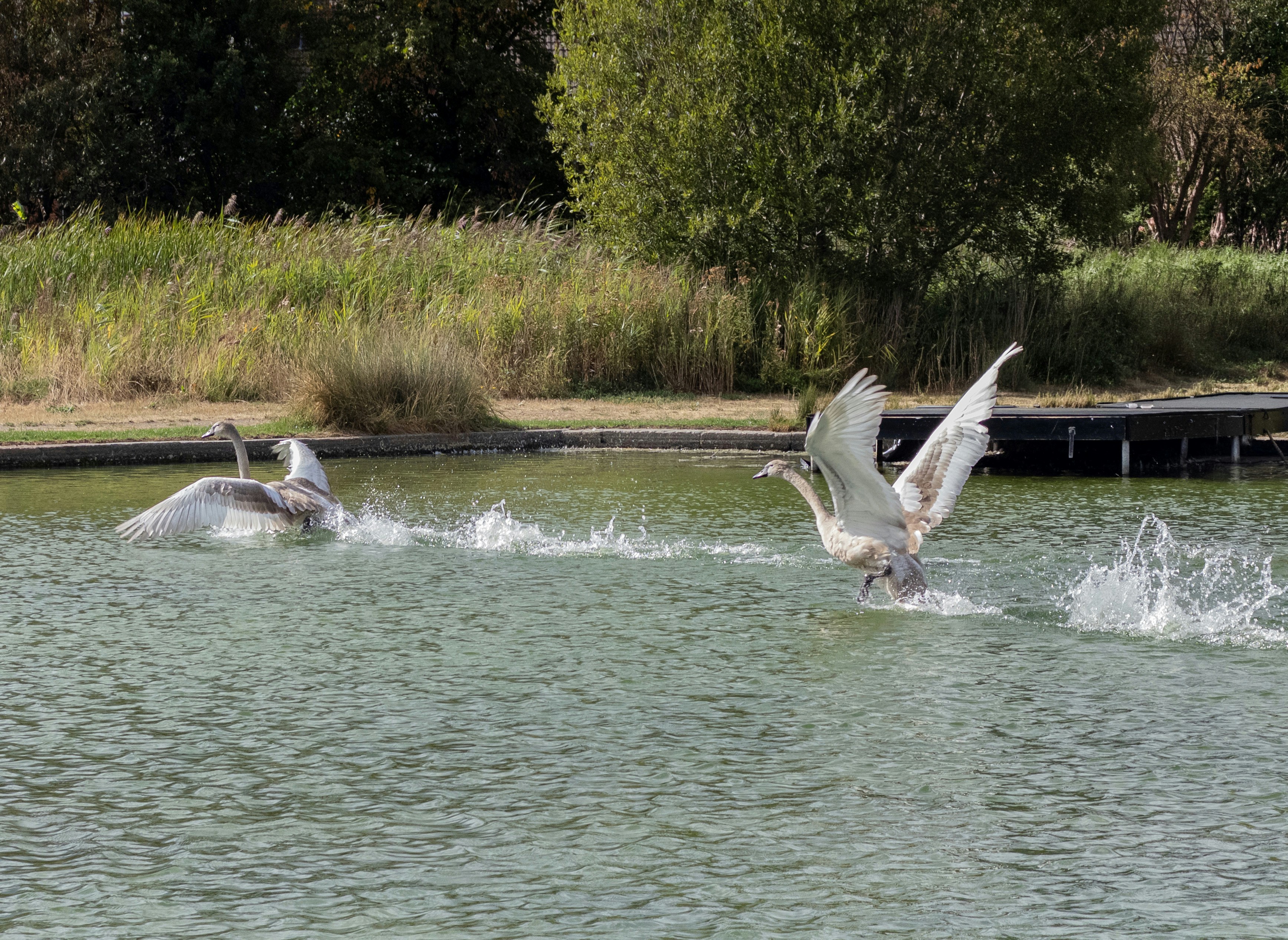 Two young swans flapping their wings and splashing on a green pond
