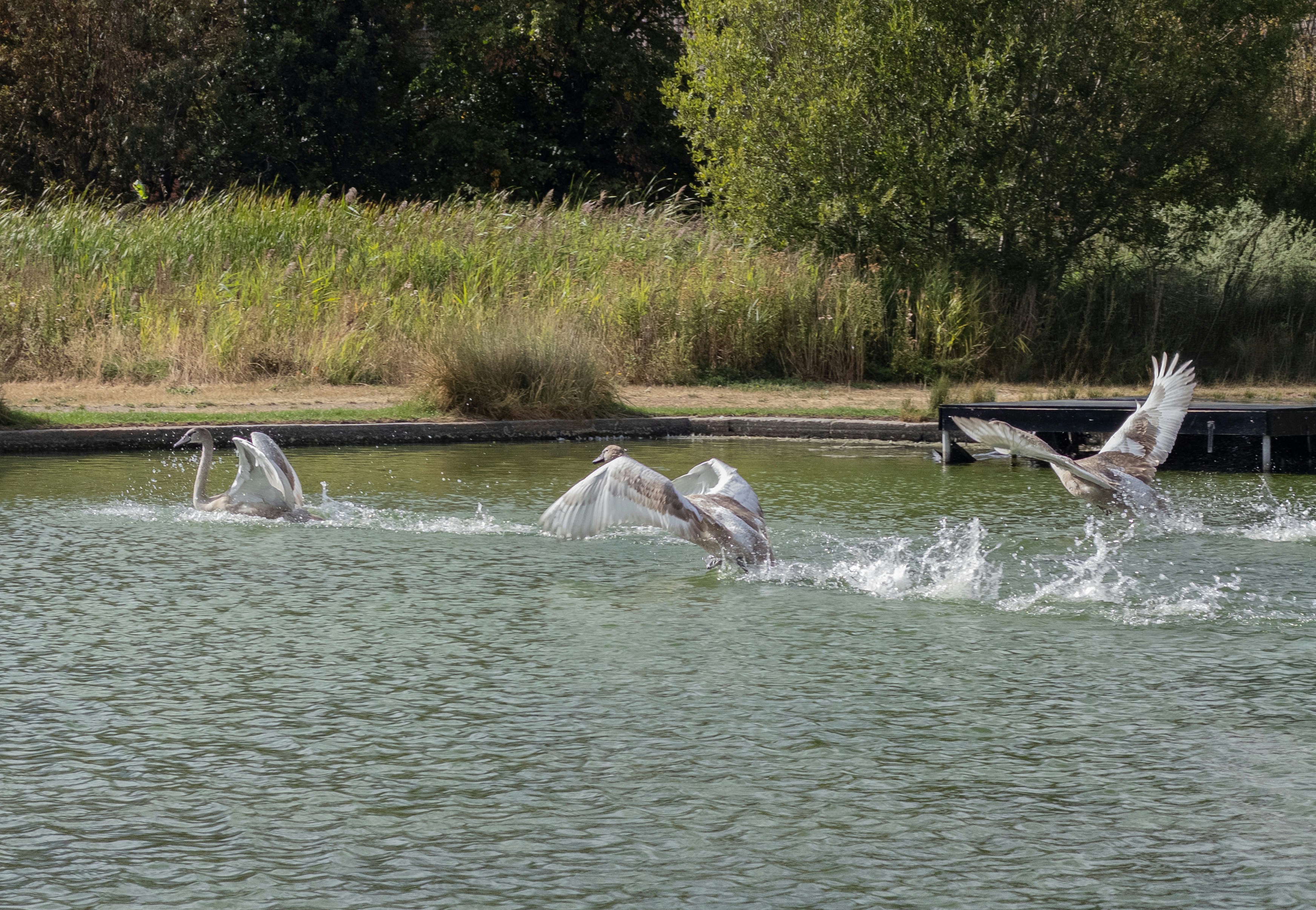 Three young swans flapping their wings and splashing across a green pond