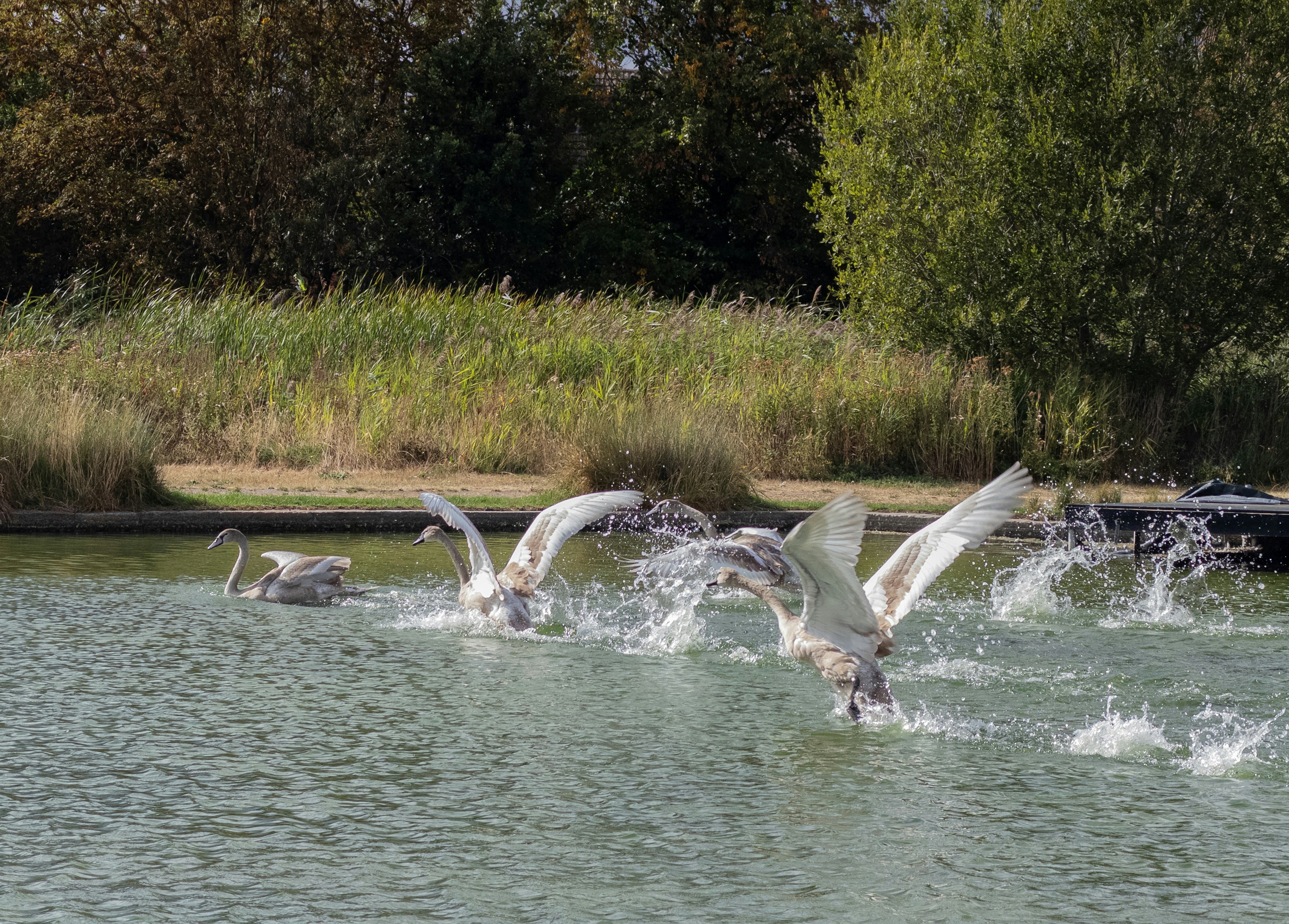 Three young swans splashing and taking flight from a green pond
