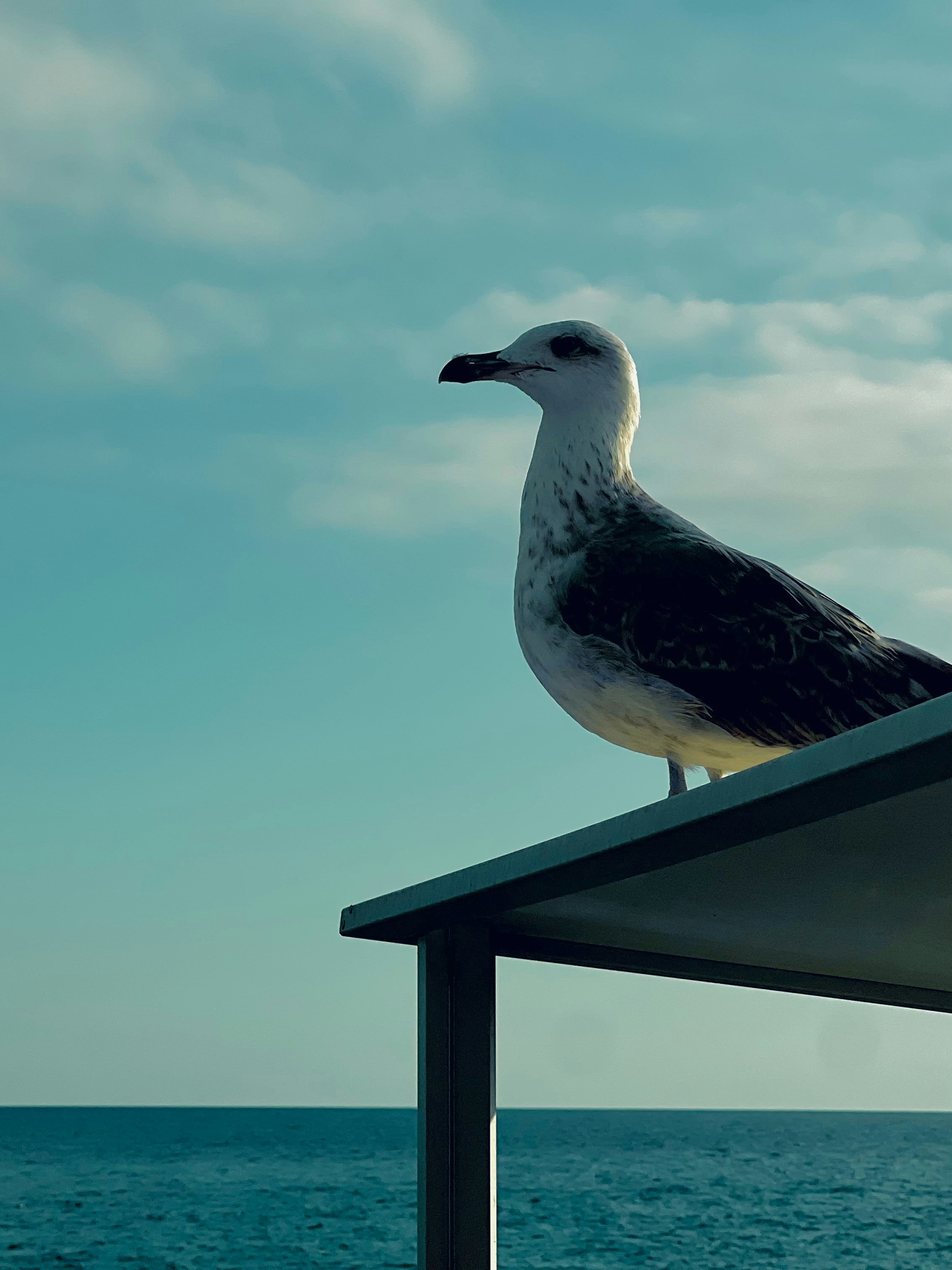 A seagull perched on a metal structure against a bright blue sky