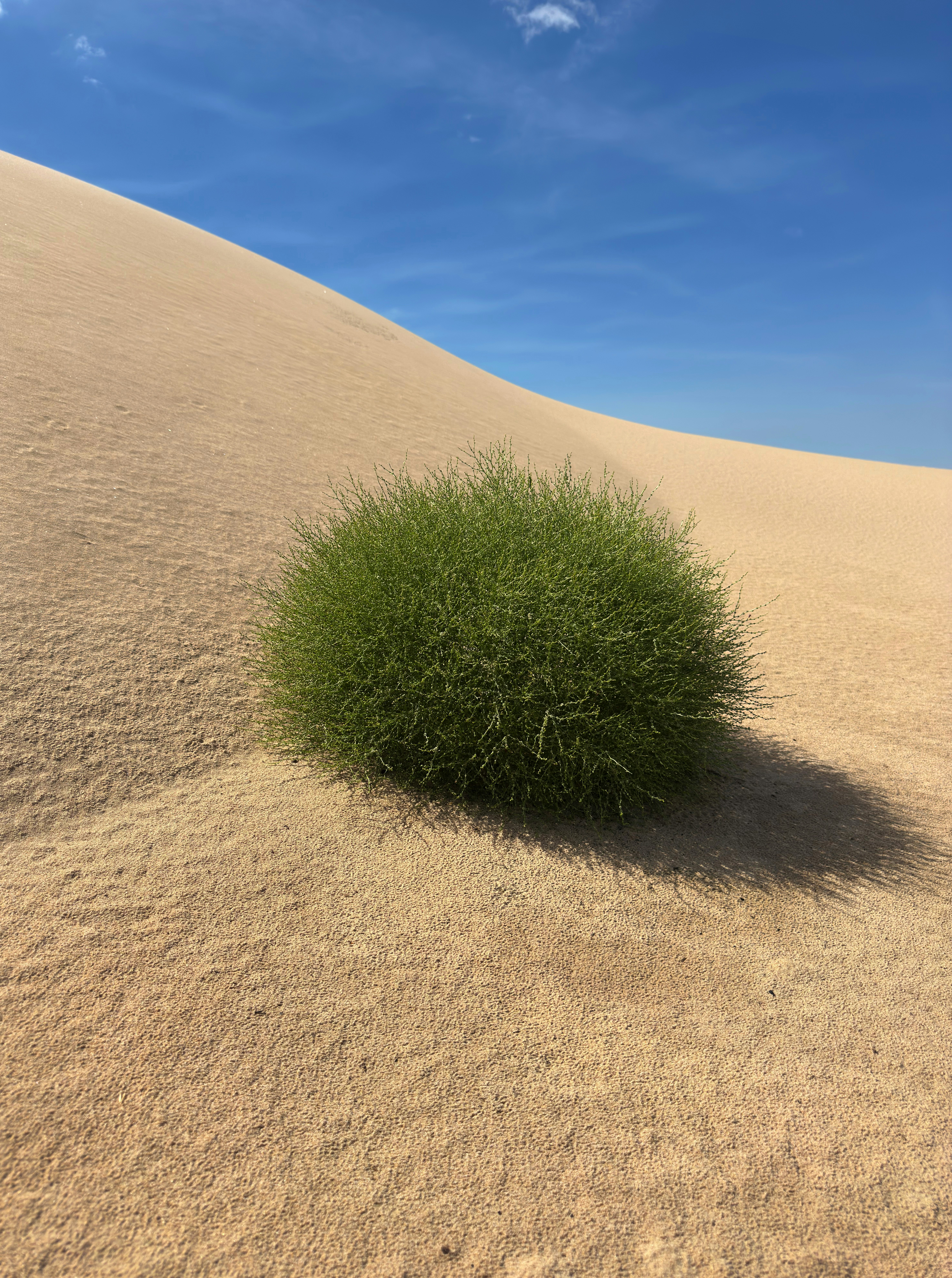Green Shrub Growing on Side of Sandy Dune