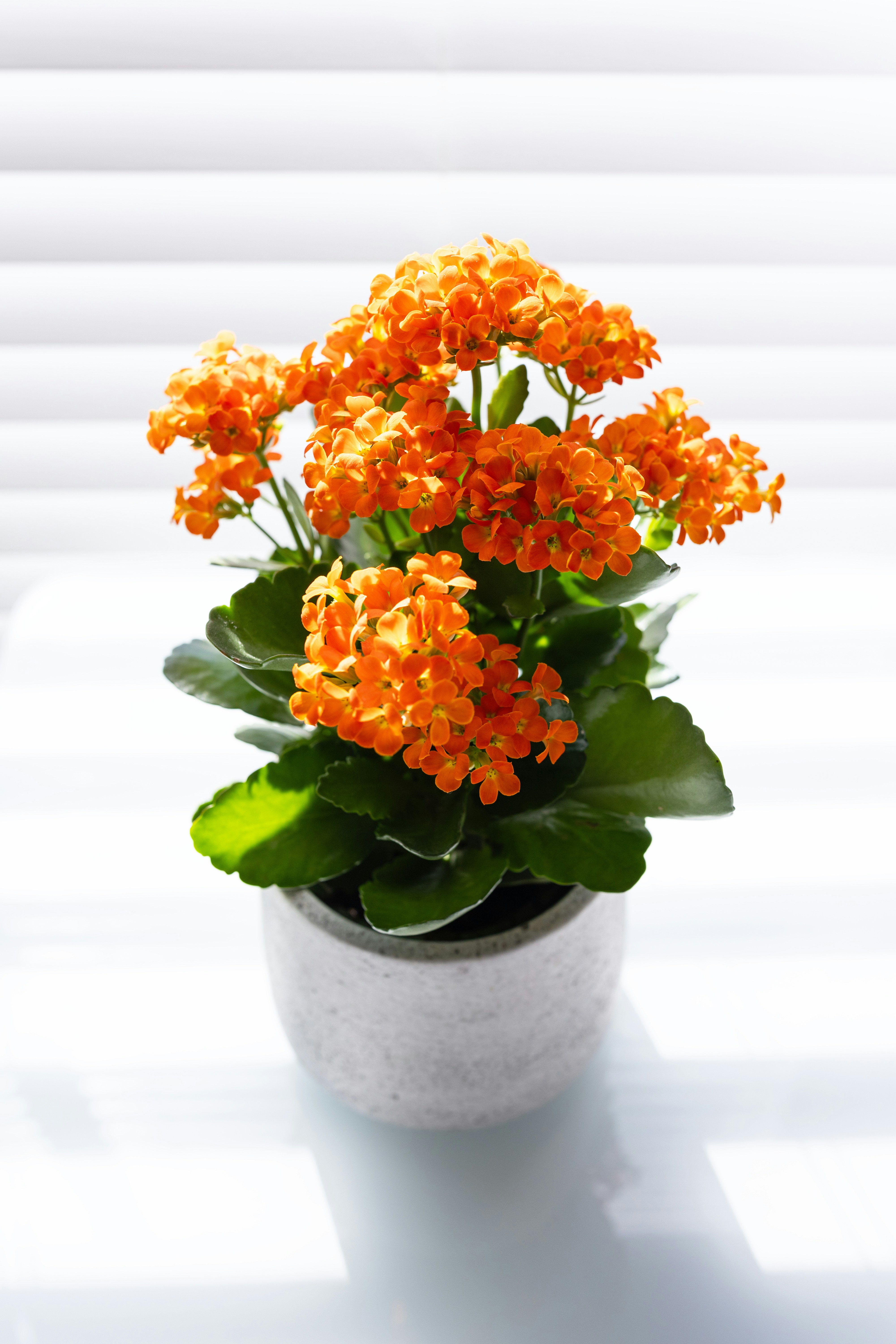 A potted kalanchoe plant with bright orange flowers in a grey ceramic pot