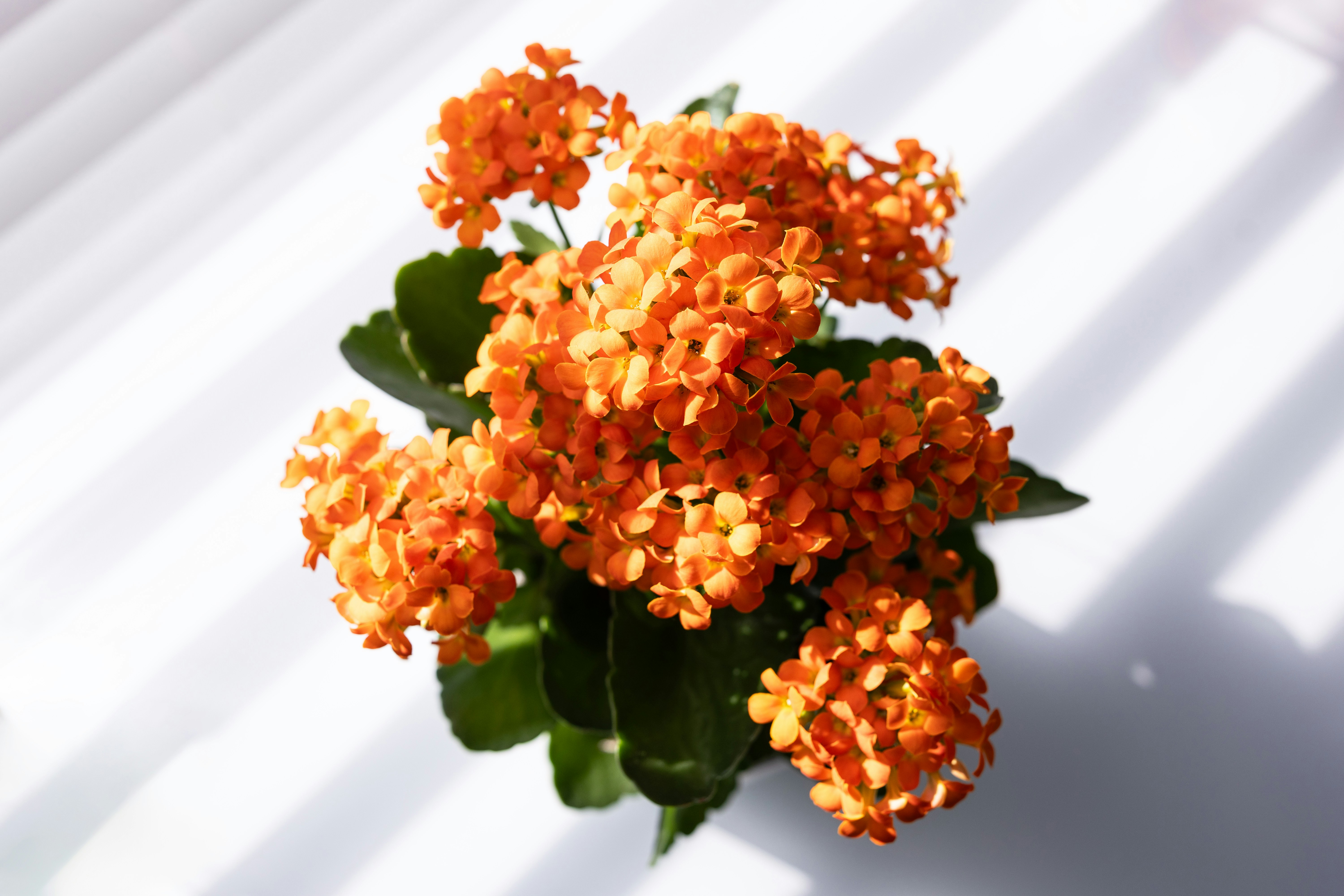 A vibrant orange kalanchoe plant in a white pot under striped sunlight