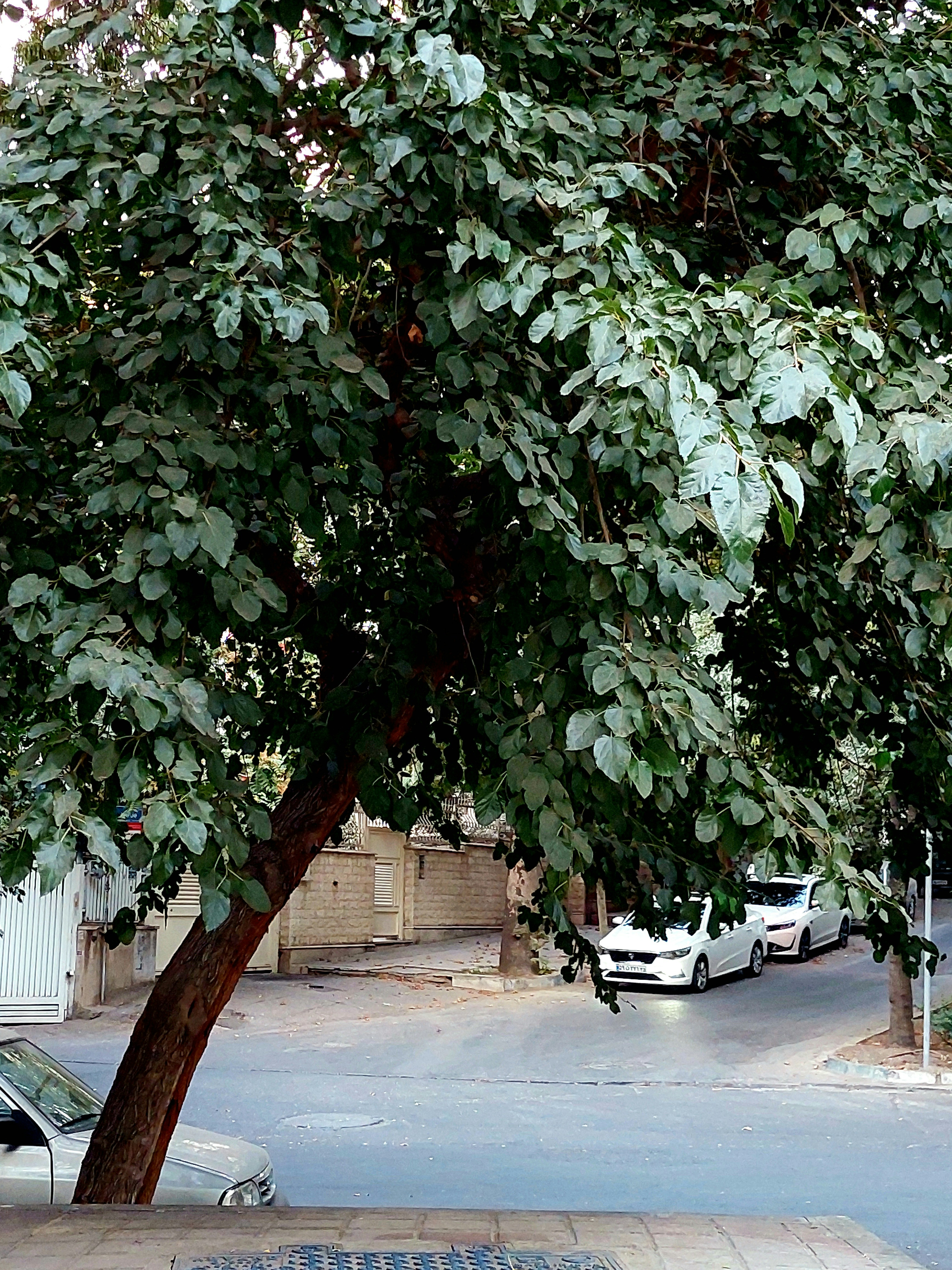 Mohamad Mostafa Salehi (@smms18) | Komunitas Foto Unsplash