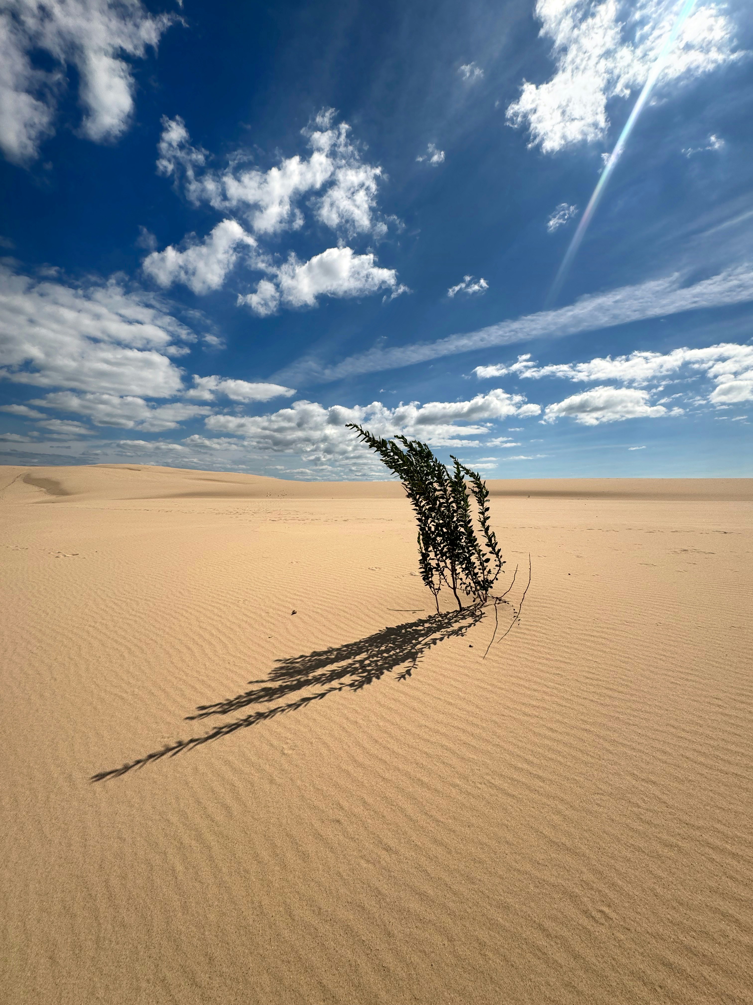 Single Dune Plant Casting Long Shadow Across Rippled Sand and Blue Cloudscape