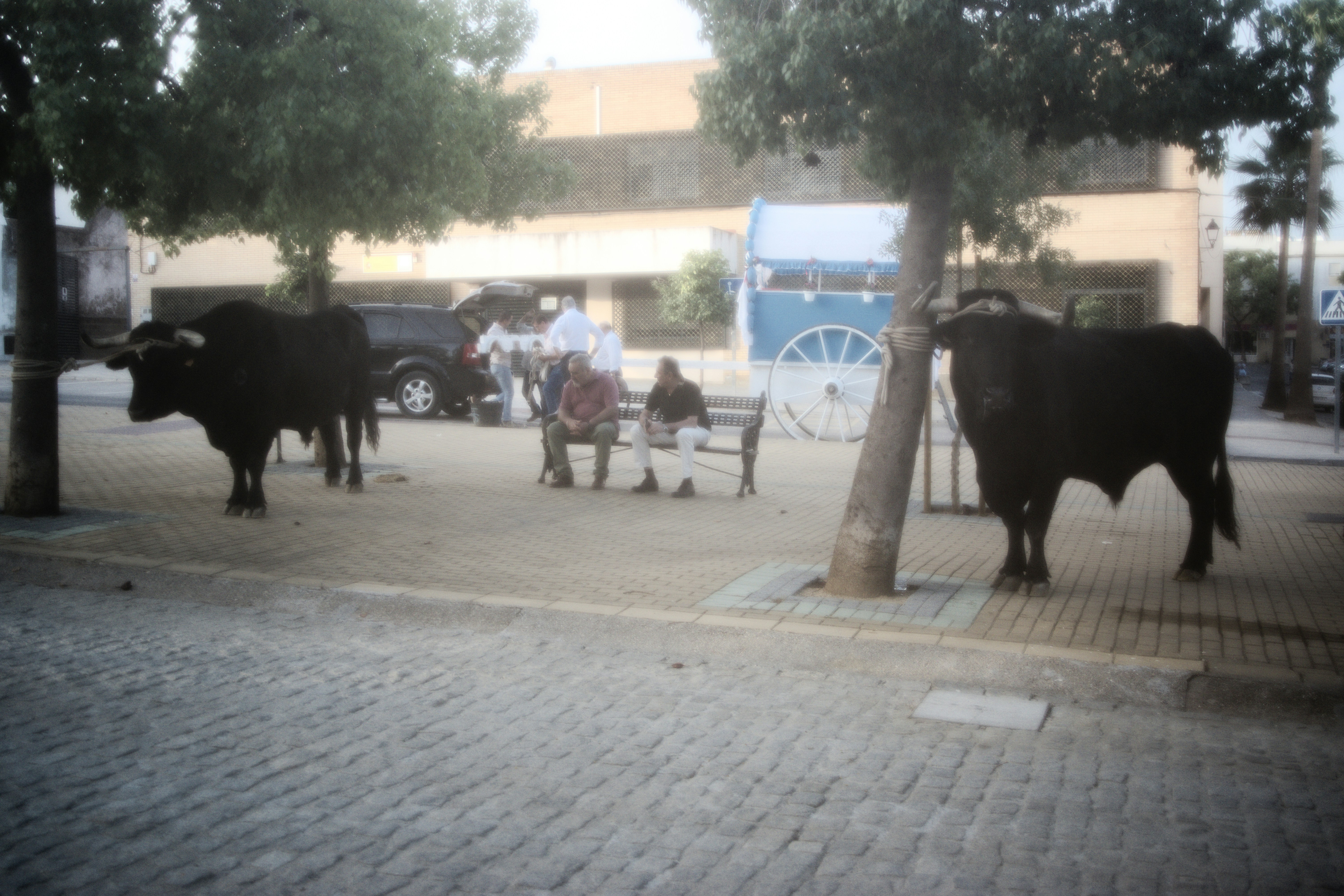 Two black bulls tethered to trees beside two men sitting on a bench