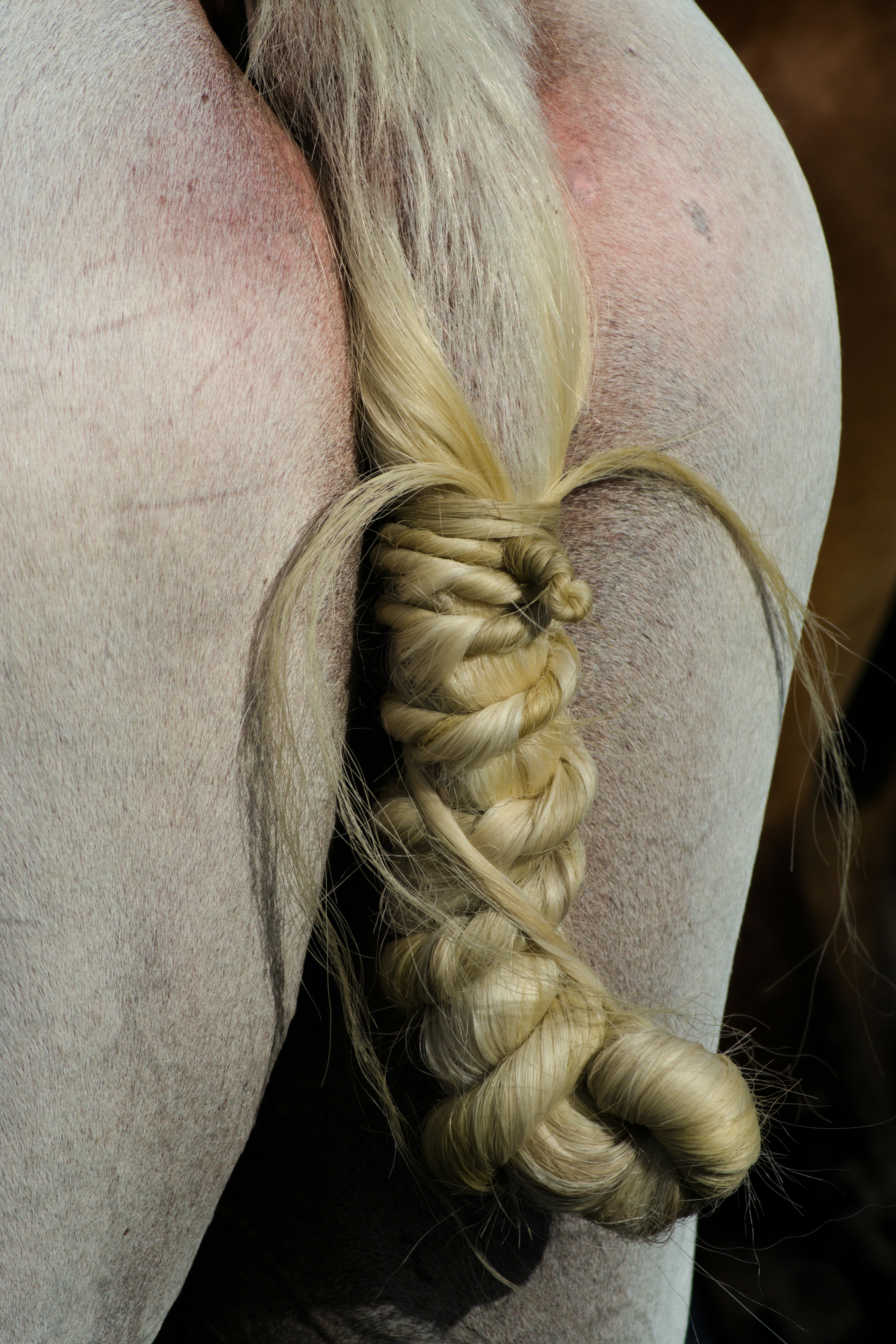 A braided blonde horse tail against the white hindquarters of a horse