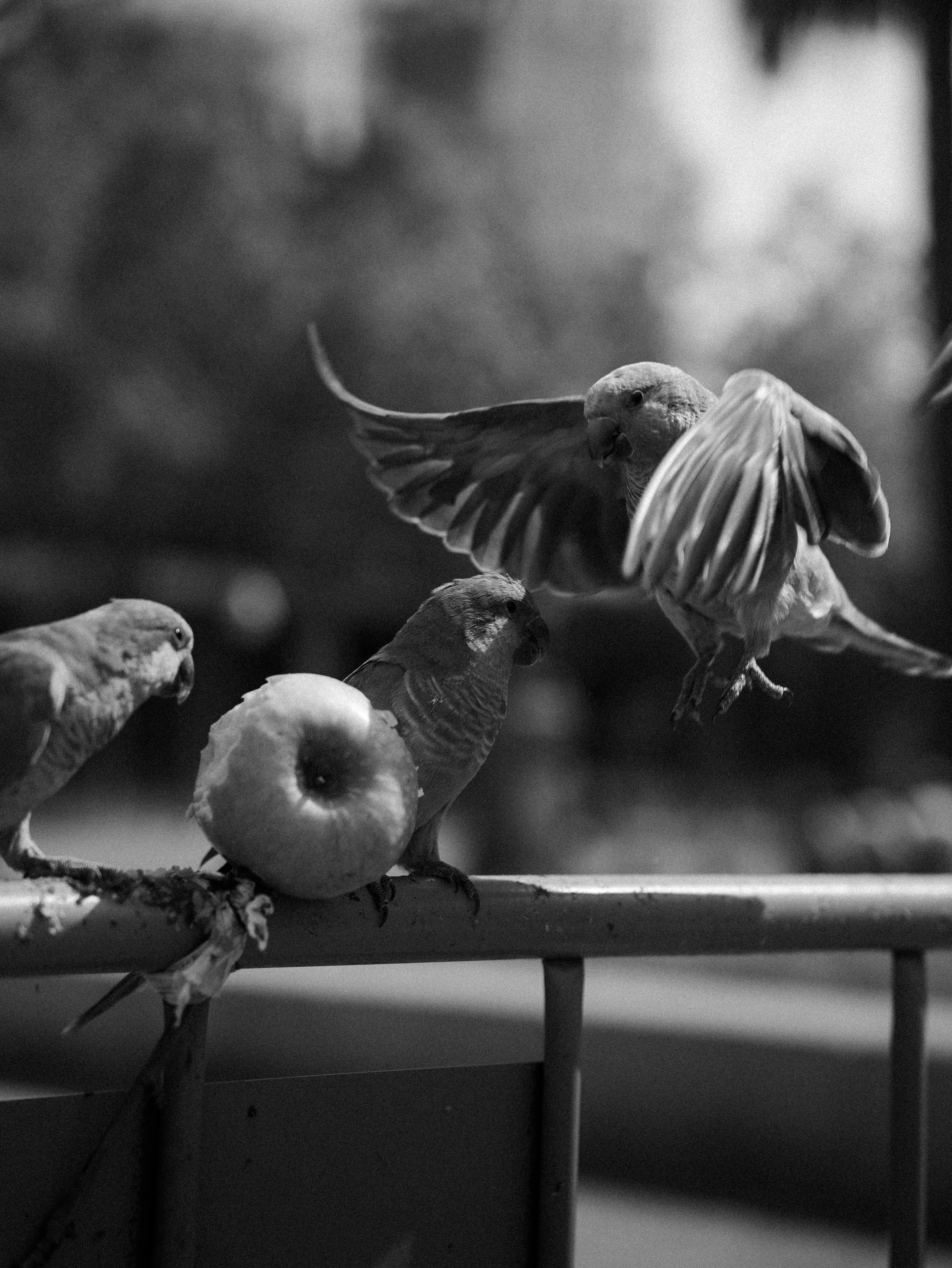 Three parrots on a metal railing with an apple in black and white