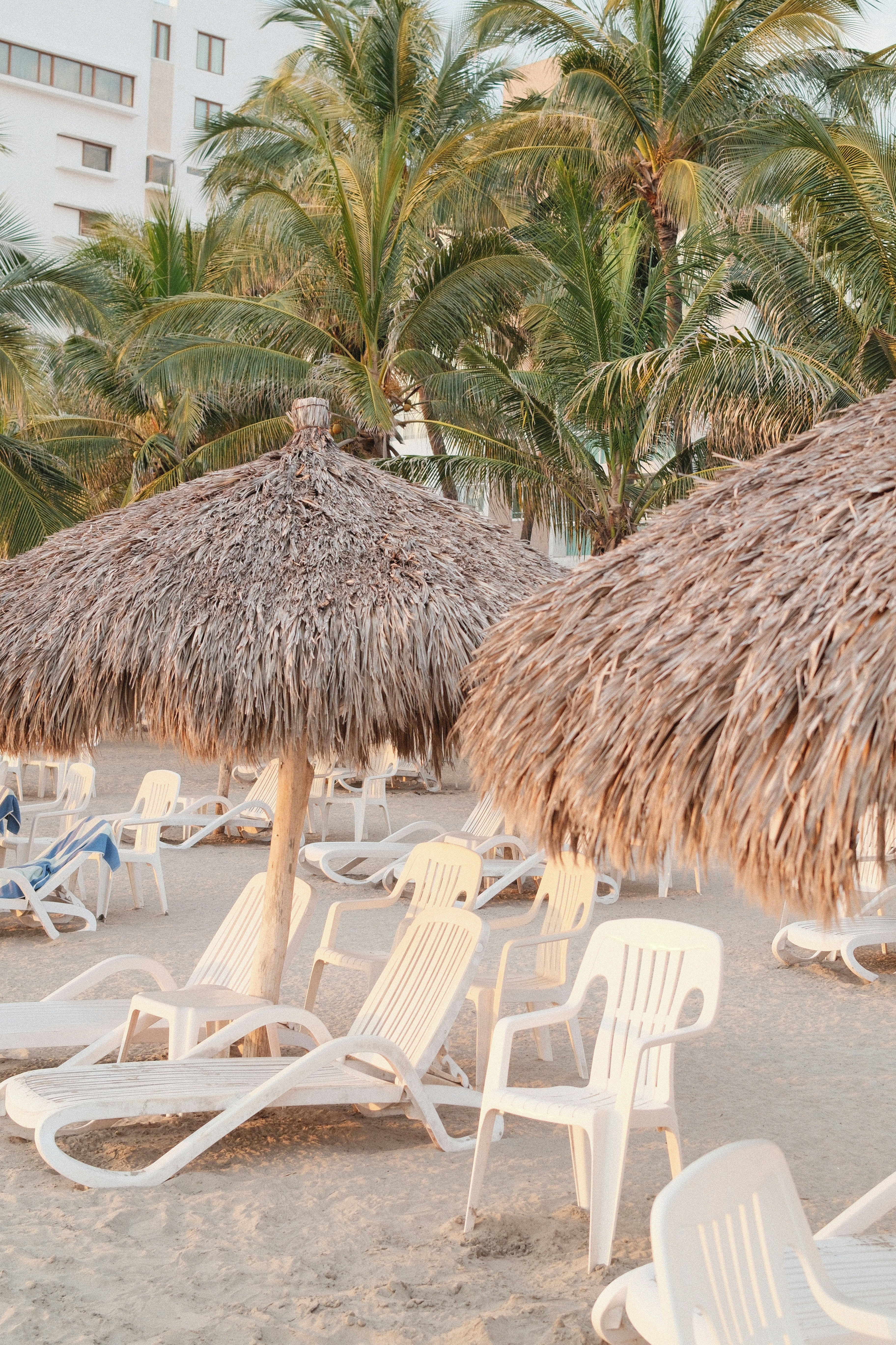Straw umbrellas and white plastic lounge chairs on a sandy beach with palm trees